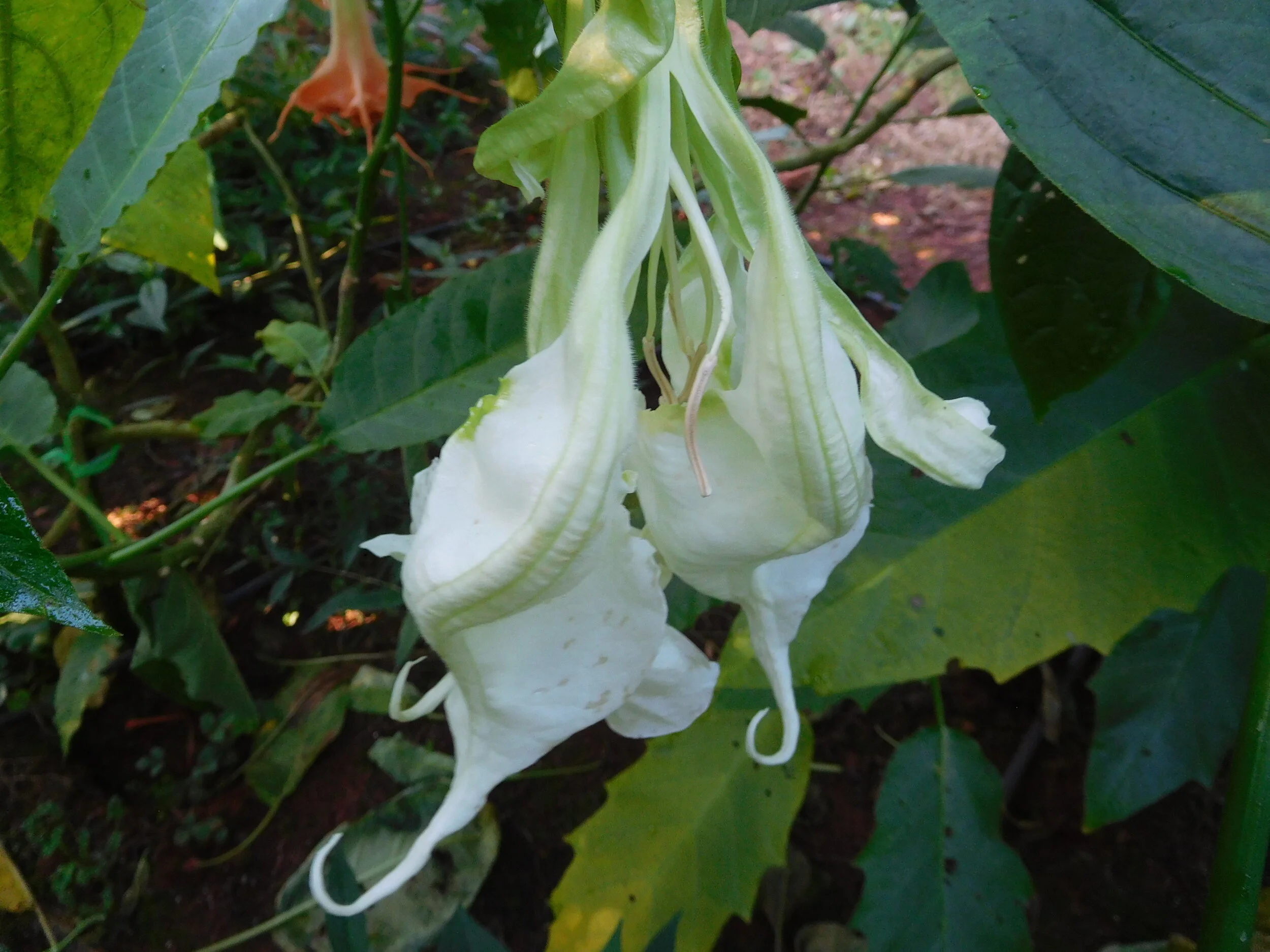 DSCN6327.JPG