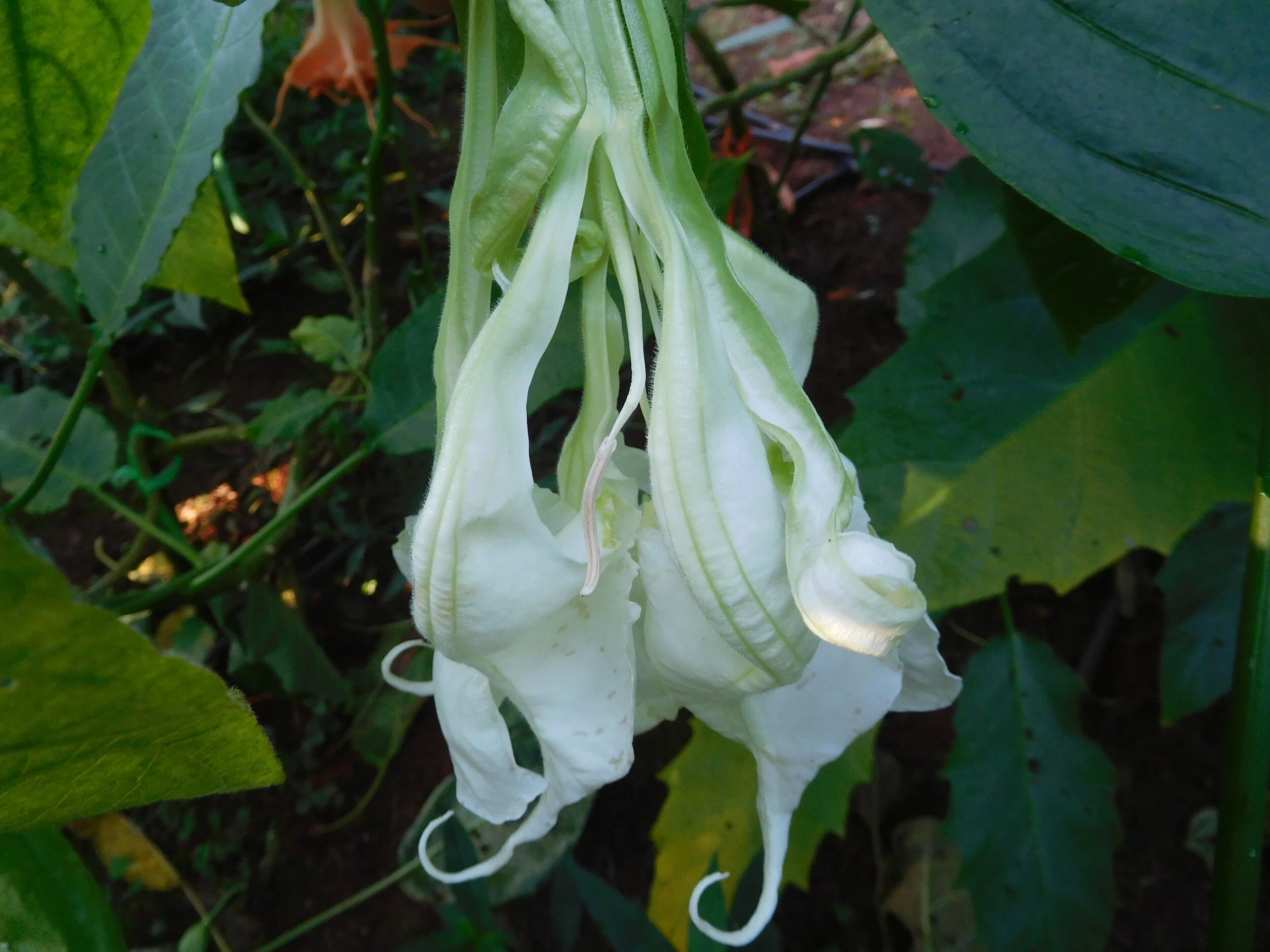 DSCN6323.JPG