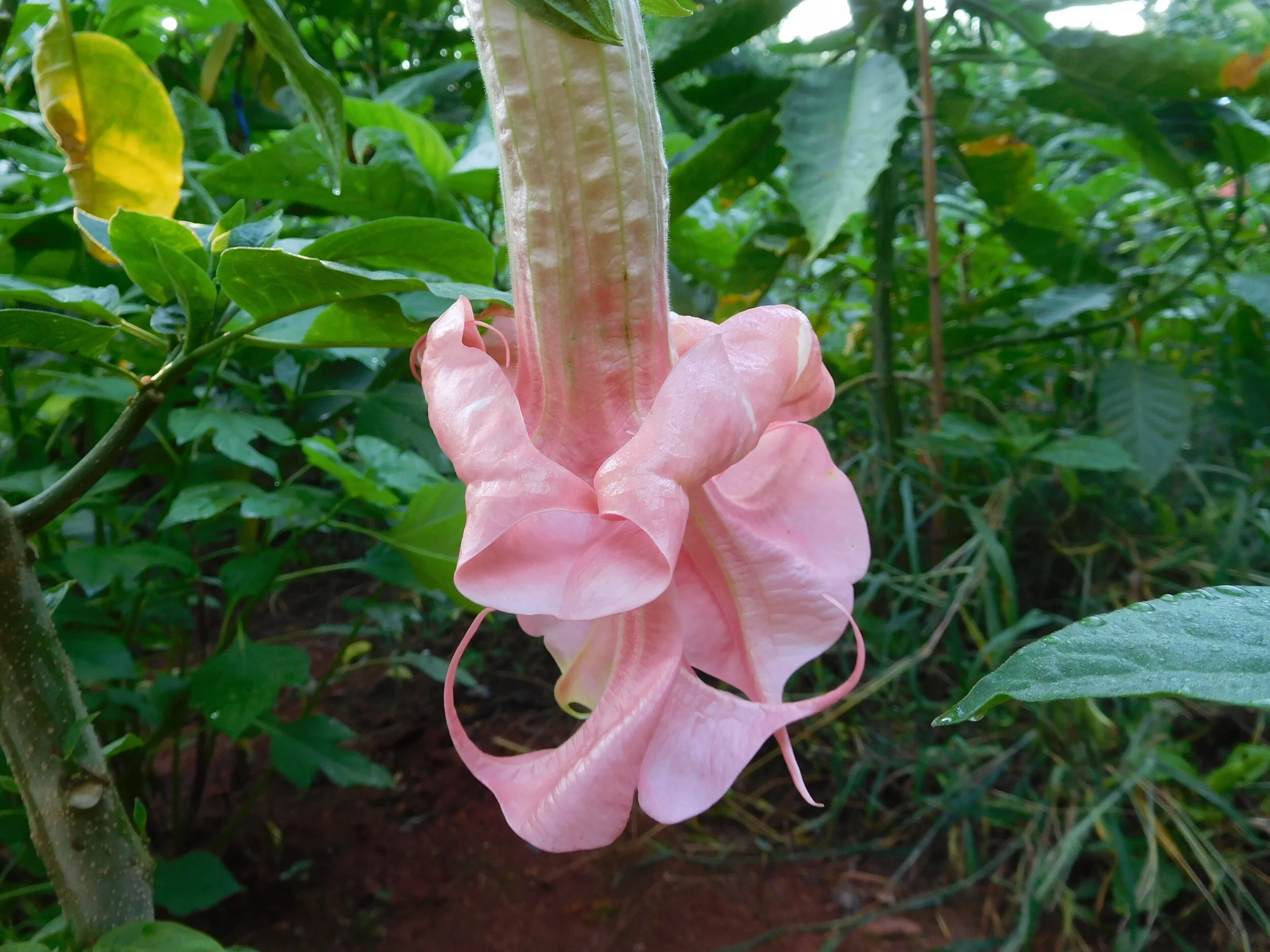 DSCN6303.JPG