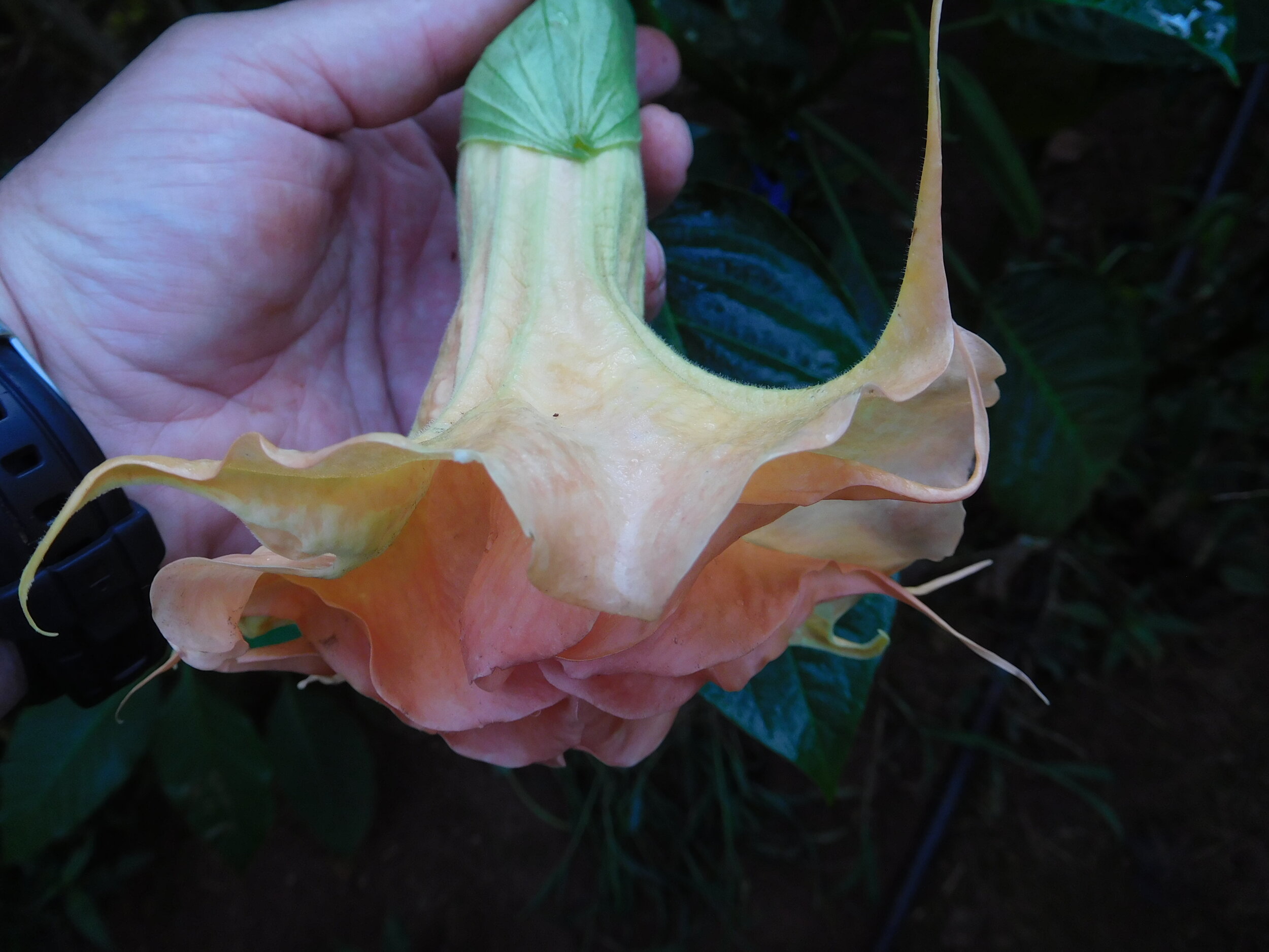 DSCN6271.JPG