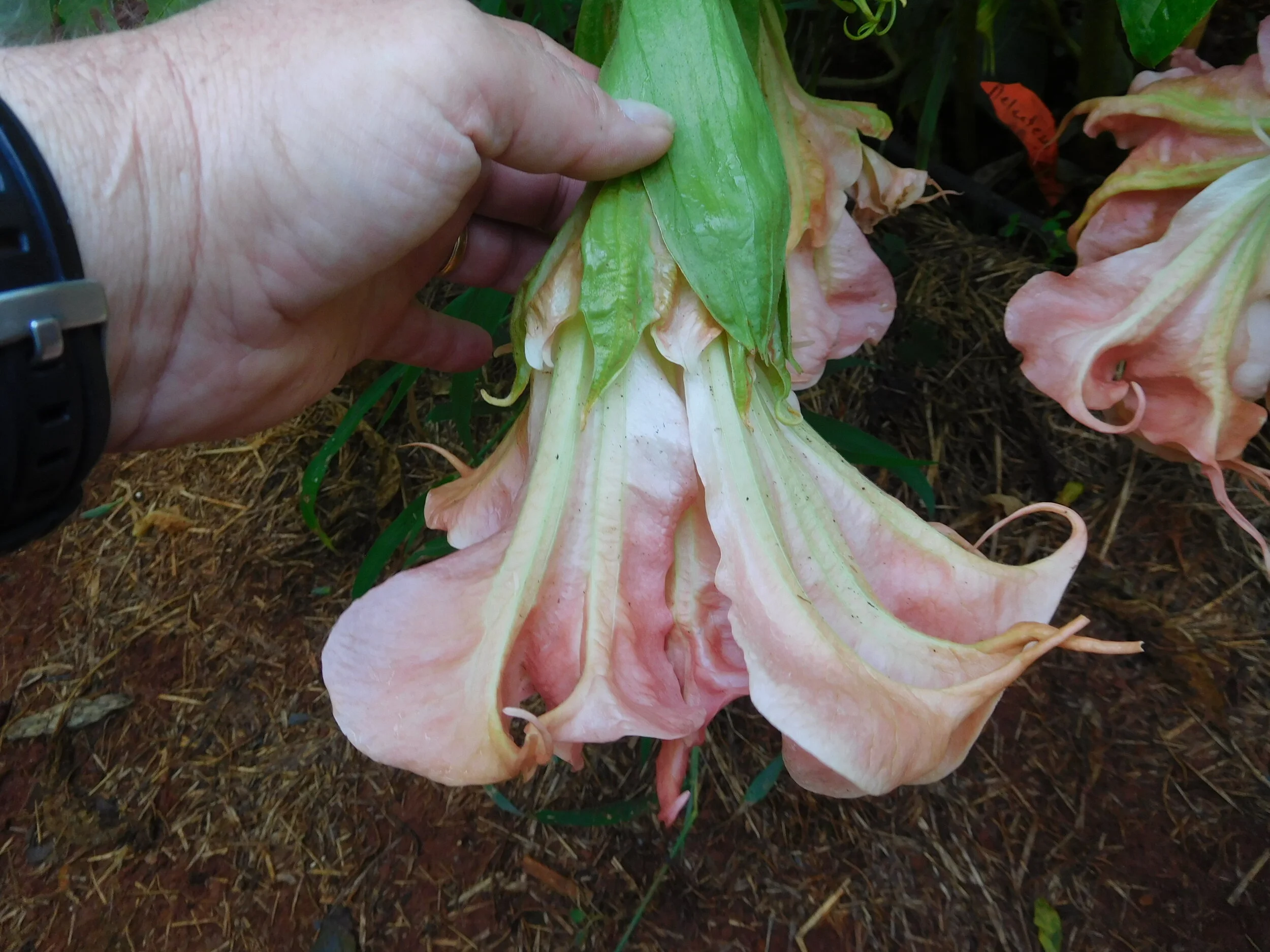 DSCN6064.JPG