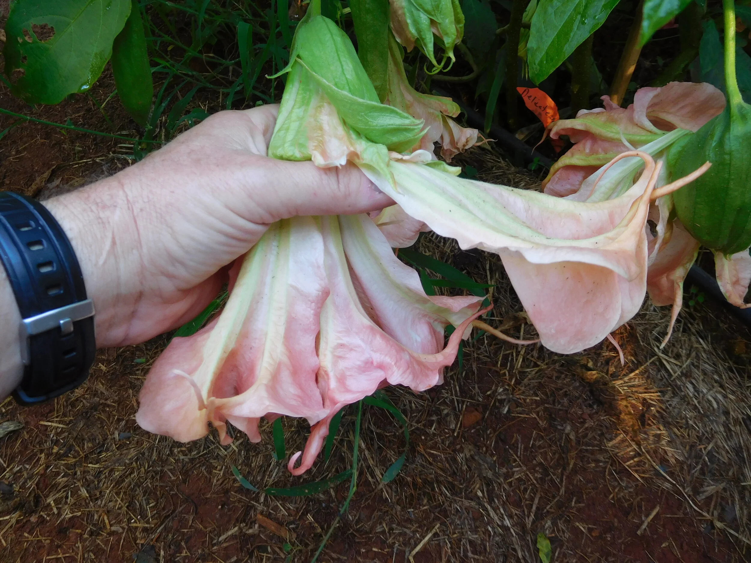 DSCN6072.JPG