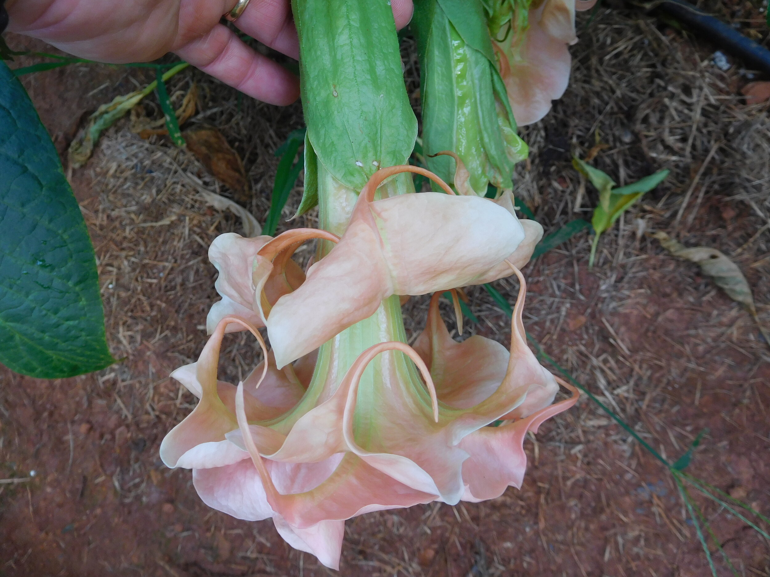 DSCN5914.JPG