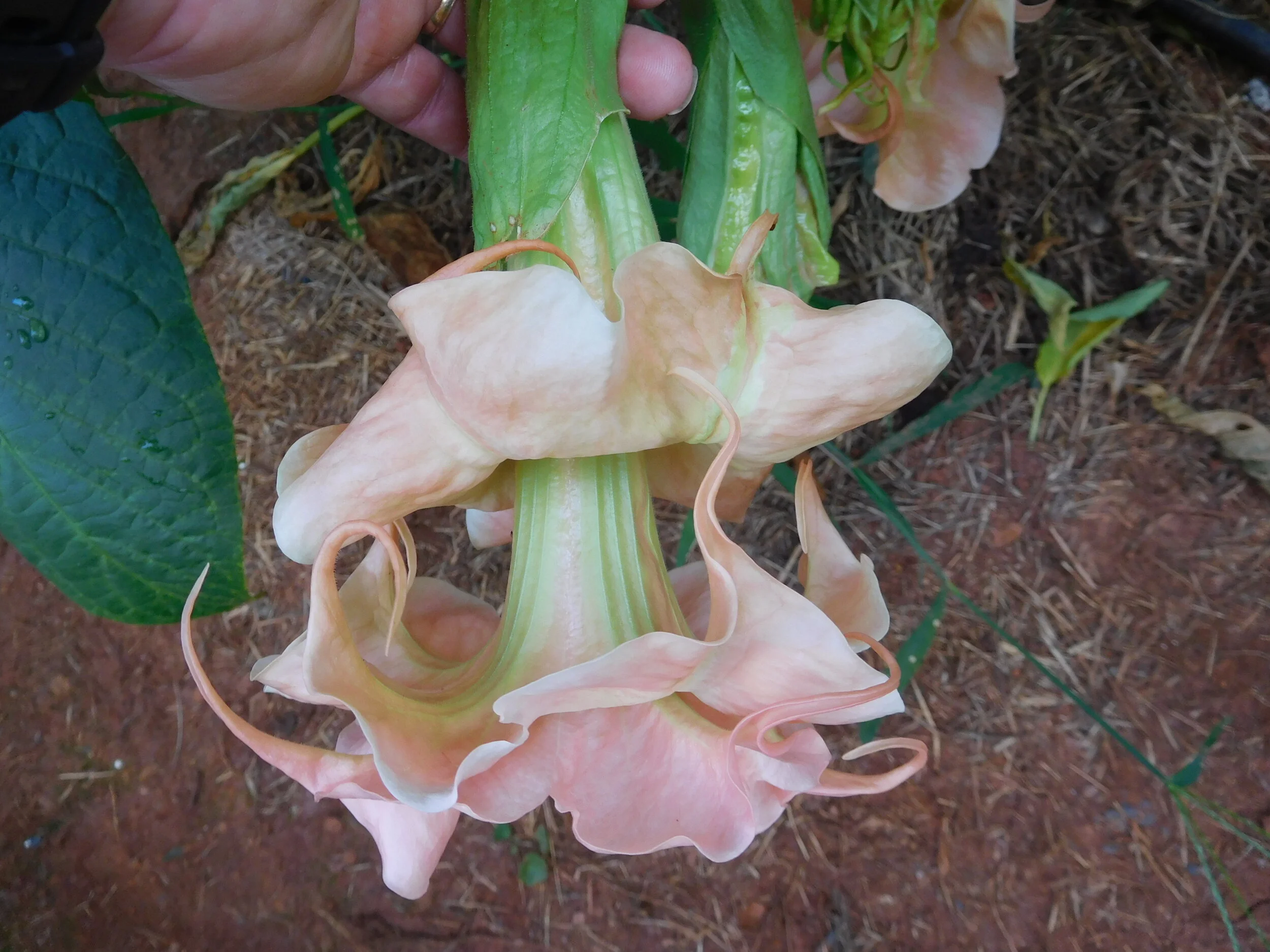 DSCN5916.JPG