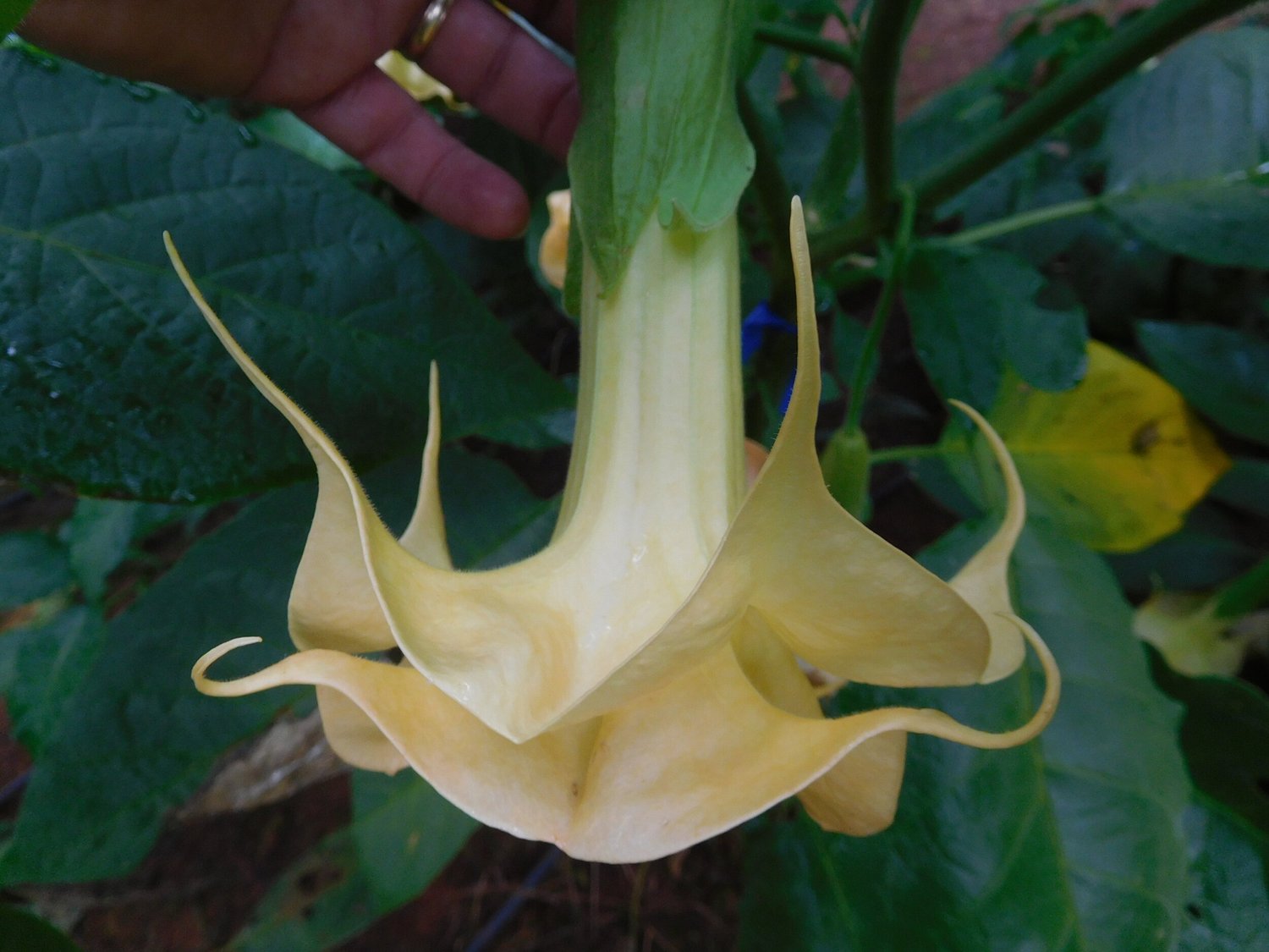 aroid plant Philodendron gloriosum Aroid Plant  Let's Grow Florida