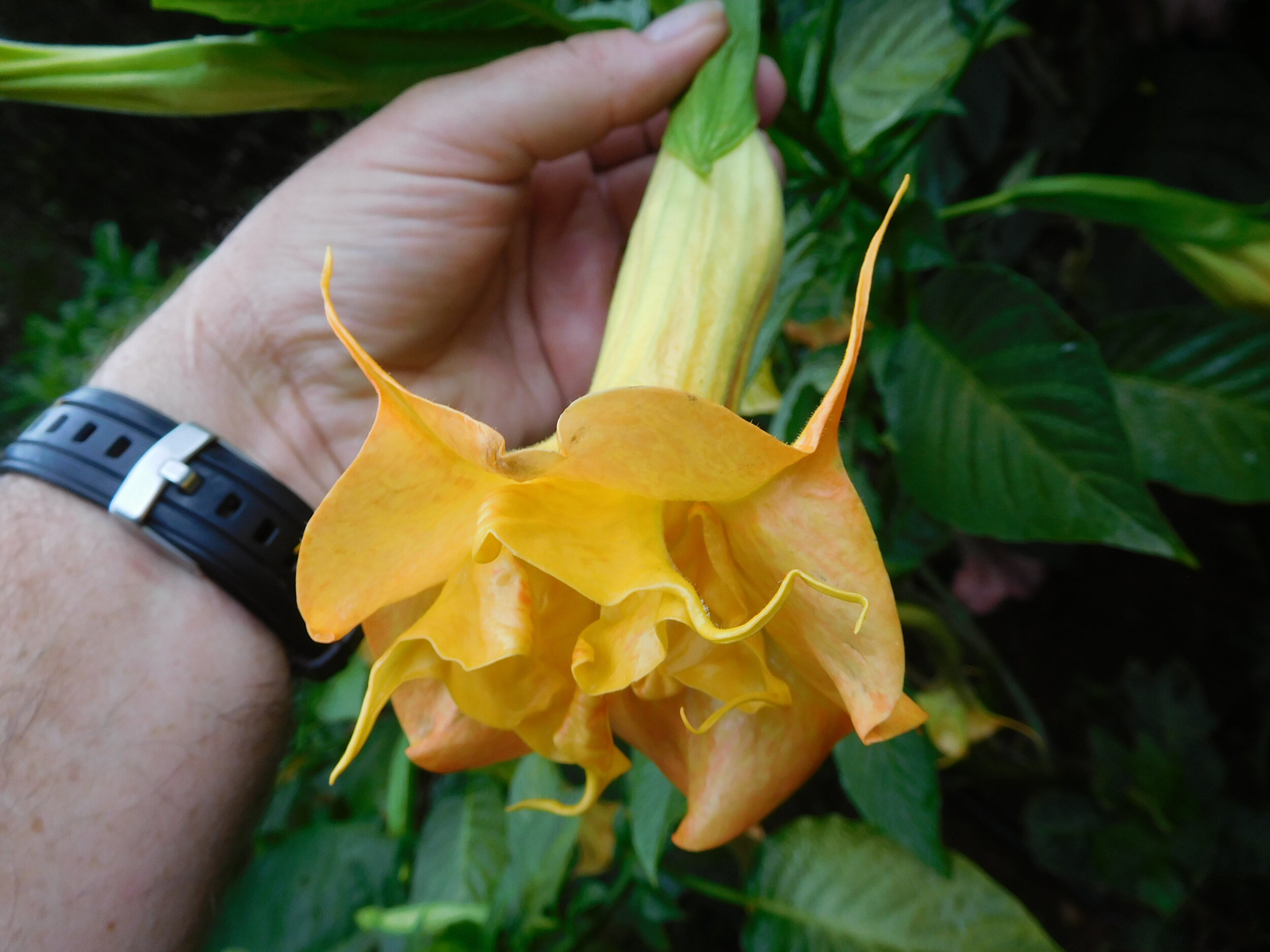 DSCN6393.JPG