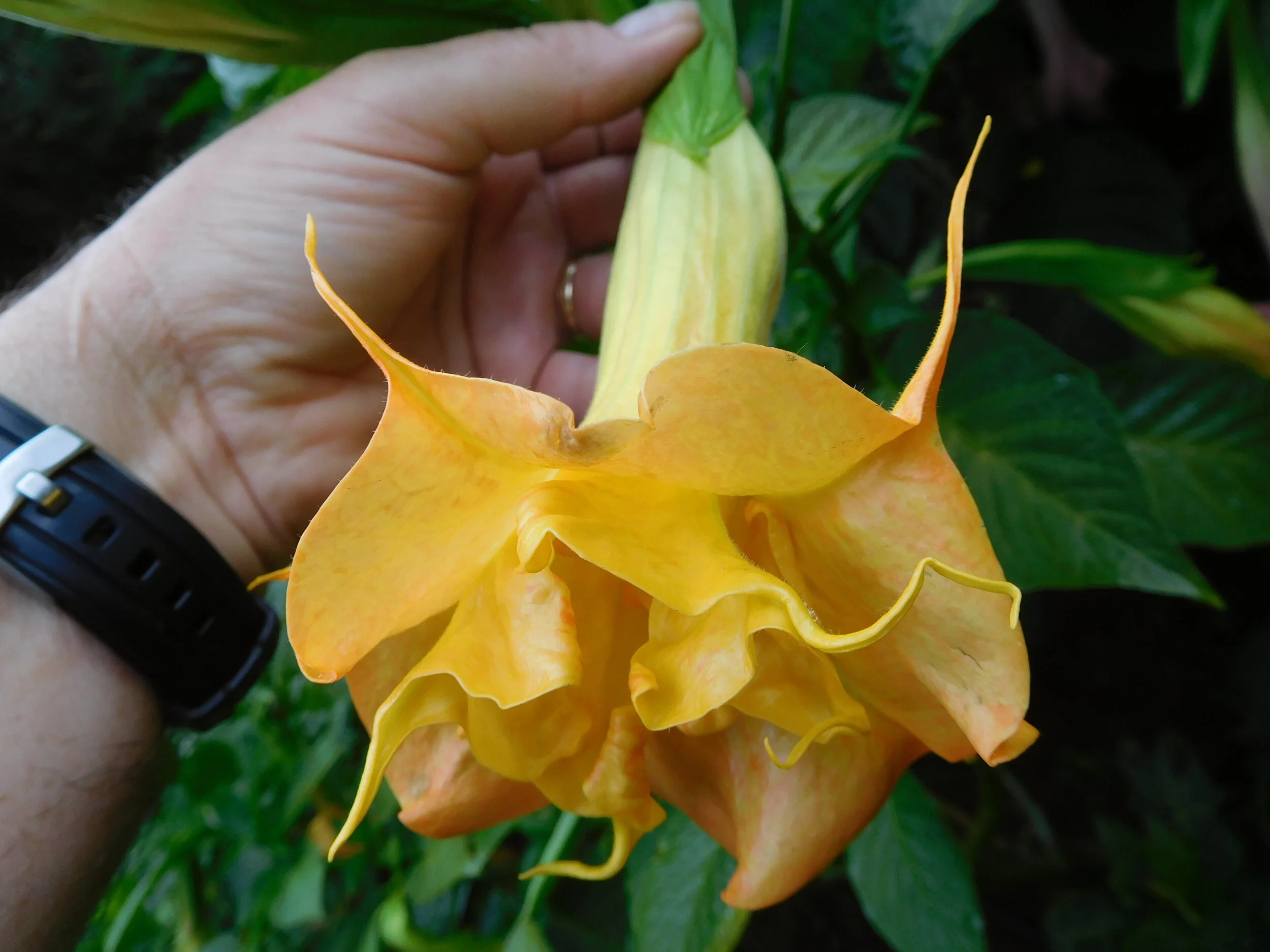 DSCN6397.JPG