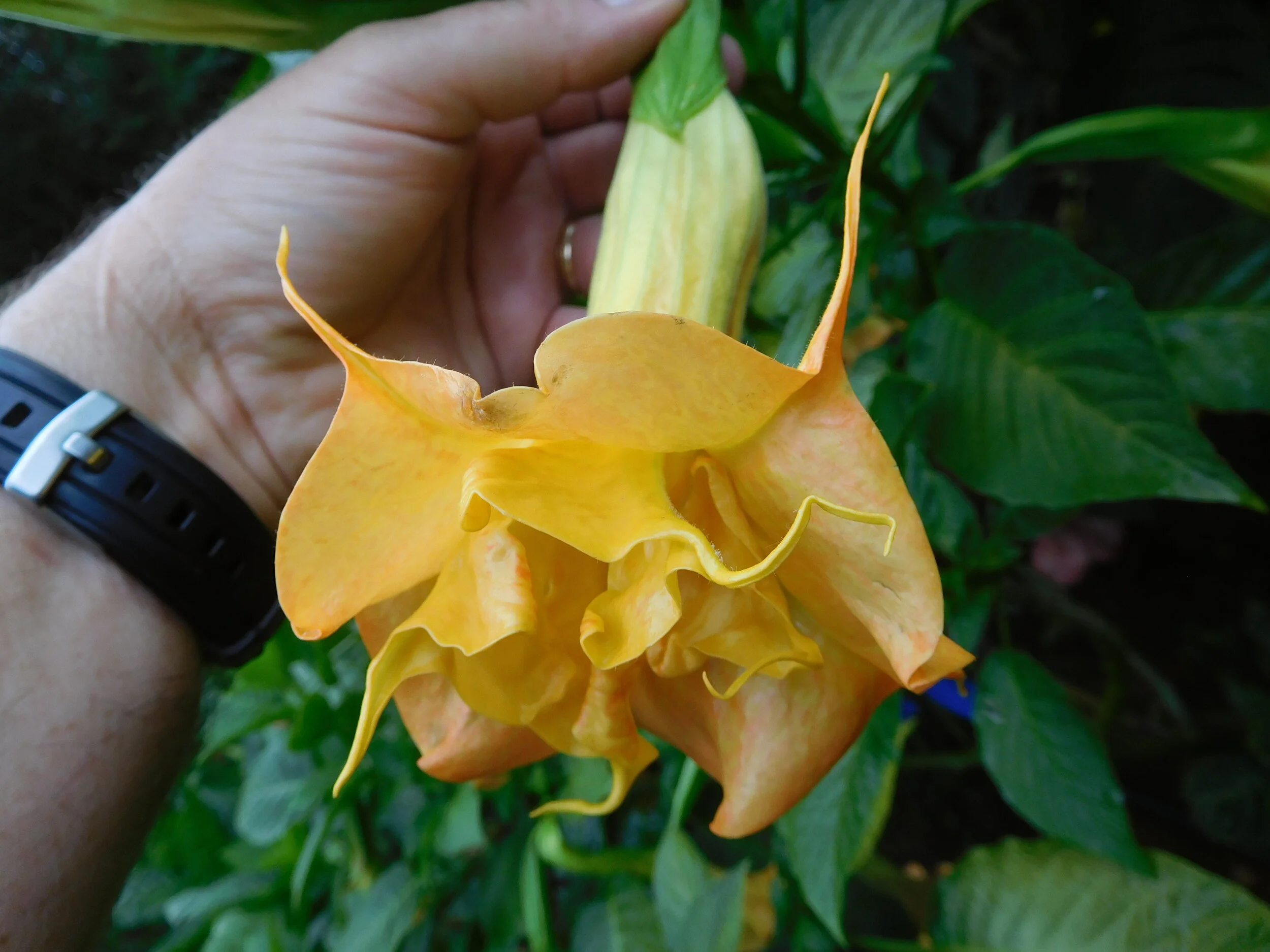 DSCN6394.JPG
