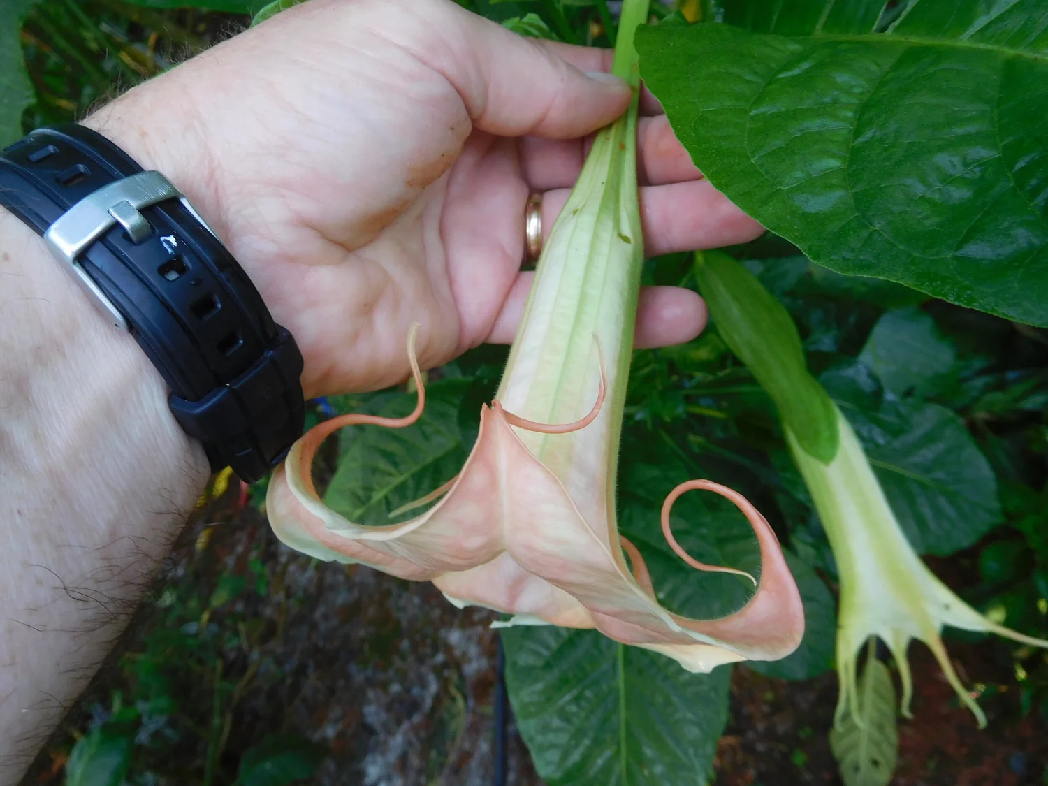 Pumpkin Spice BRUGMANSIA PLANT — Angel Trumpet Nursery LLC