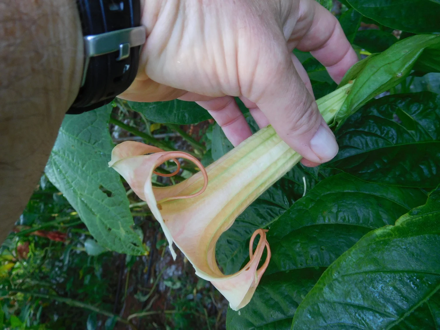 Pumpkin Spice BRUGMANSIA PLANT — Angel Trumpet Nursery LLC