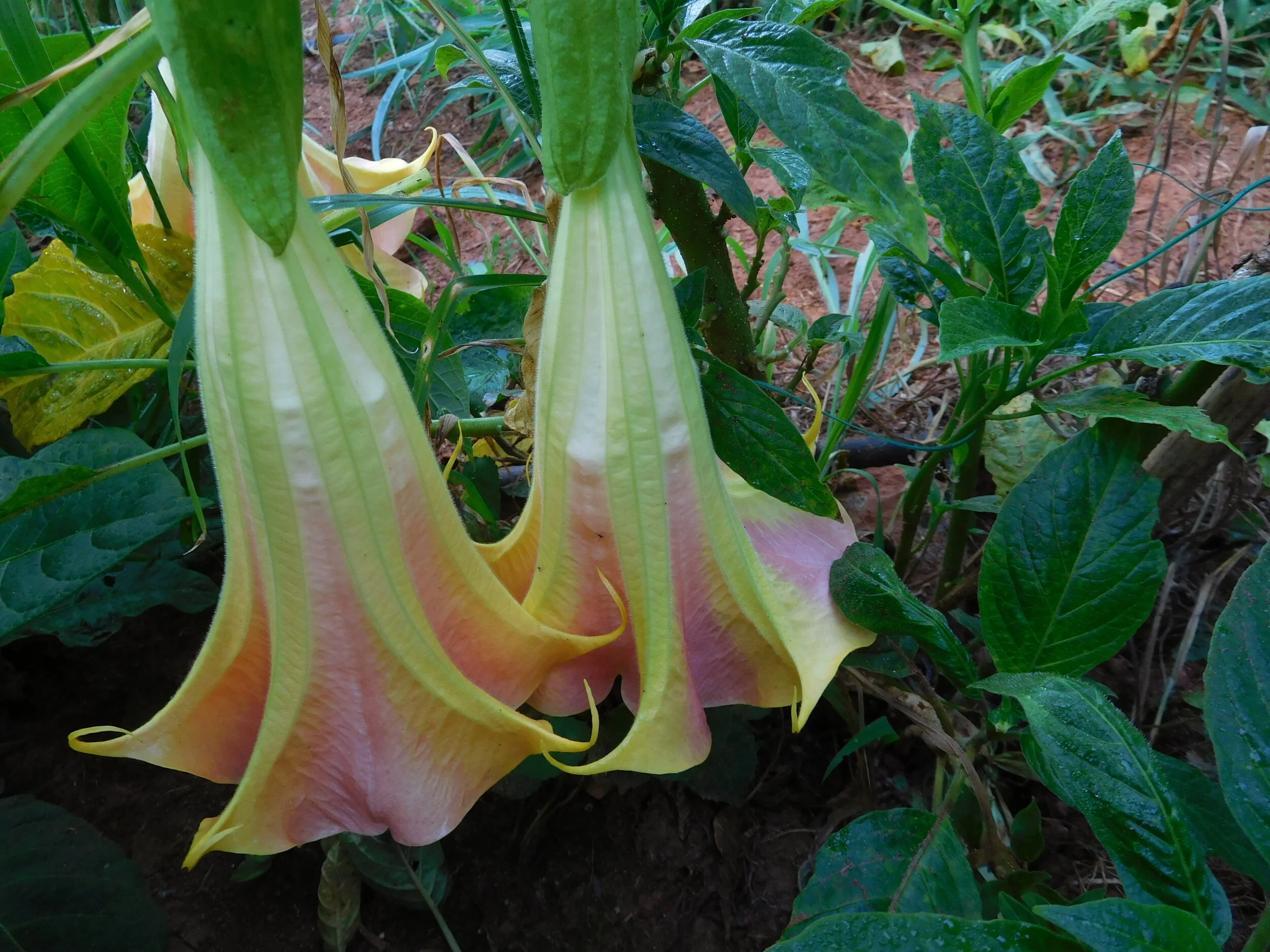 DSCN5910.JPG