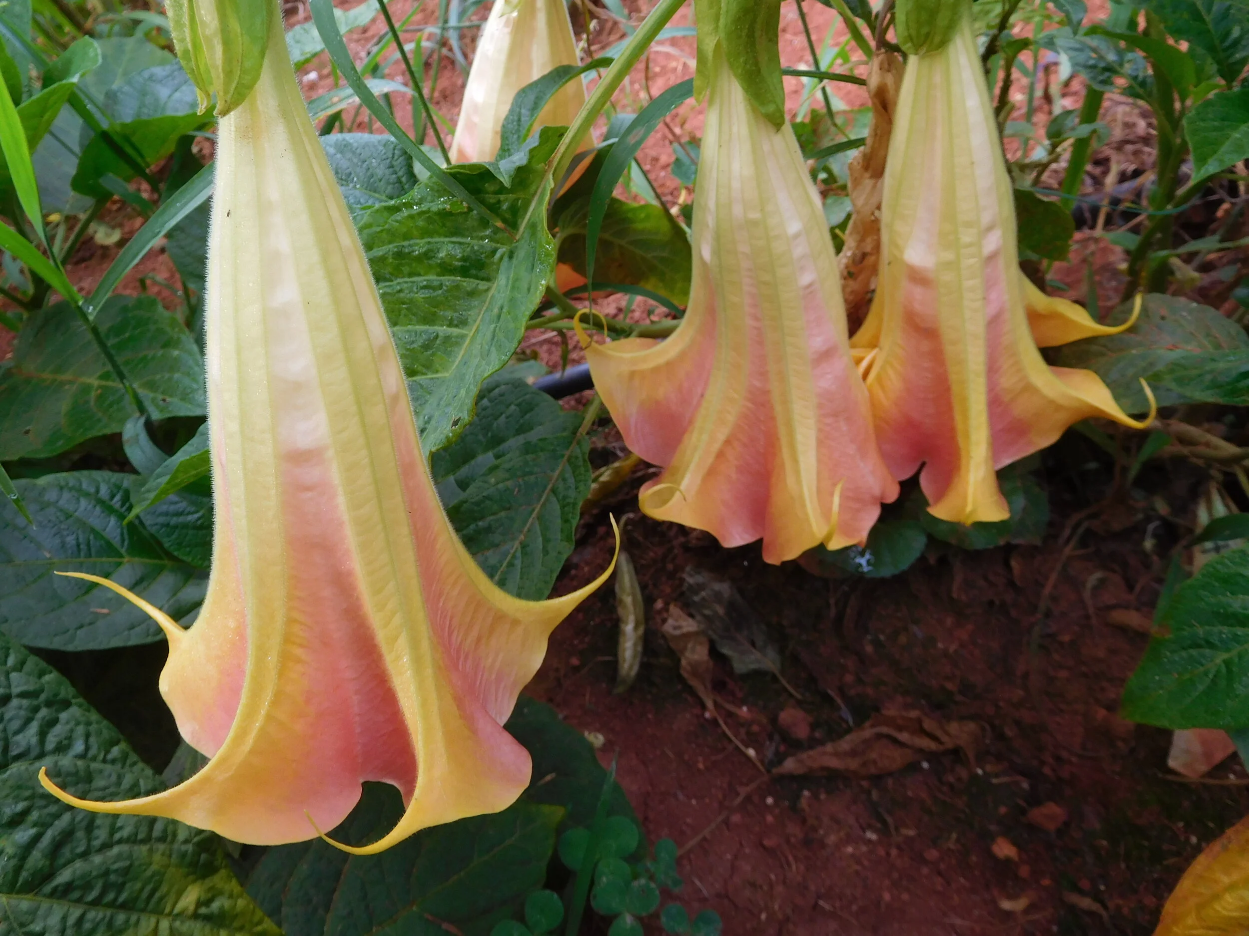 DSCN5924.JPG