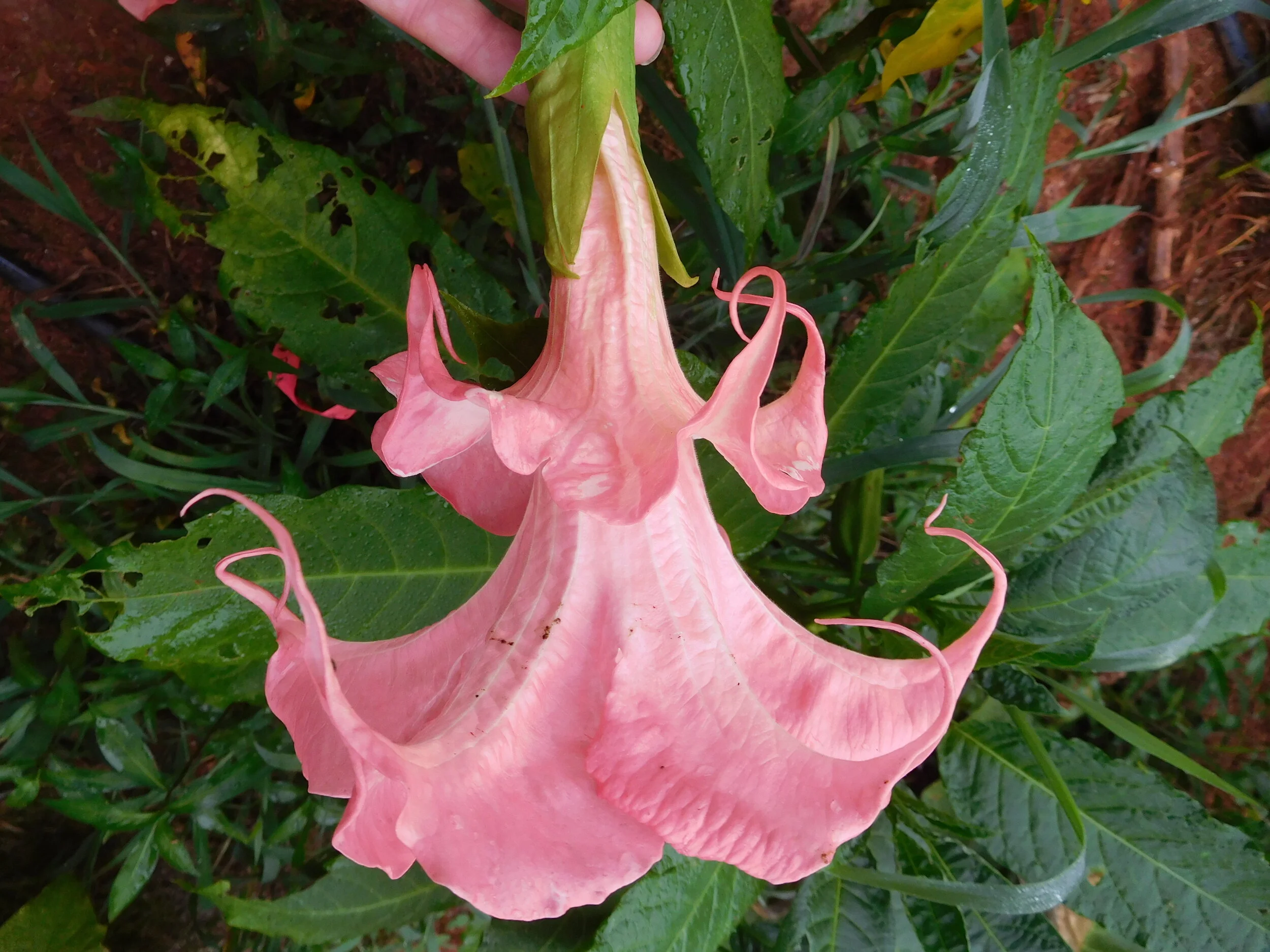DSCN6025.JPG