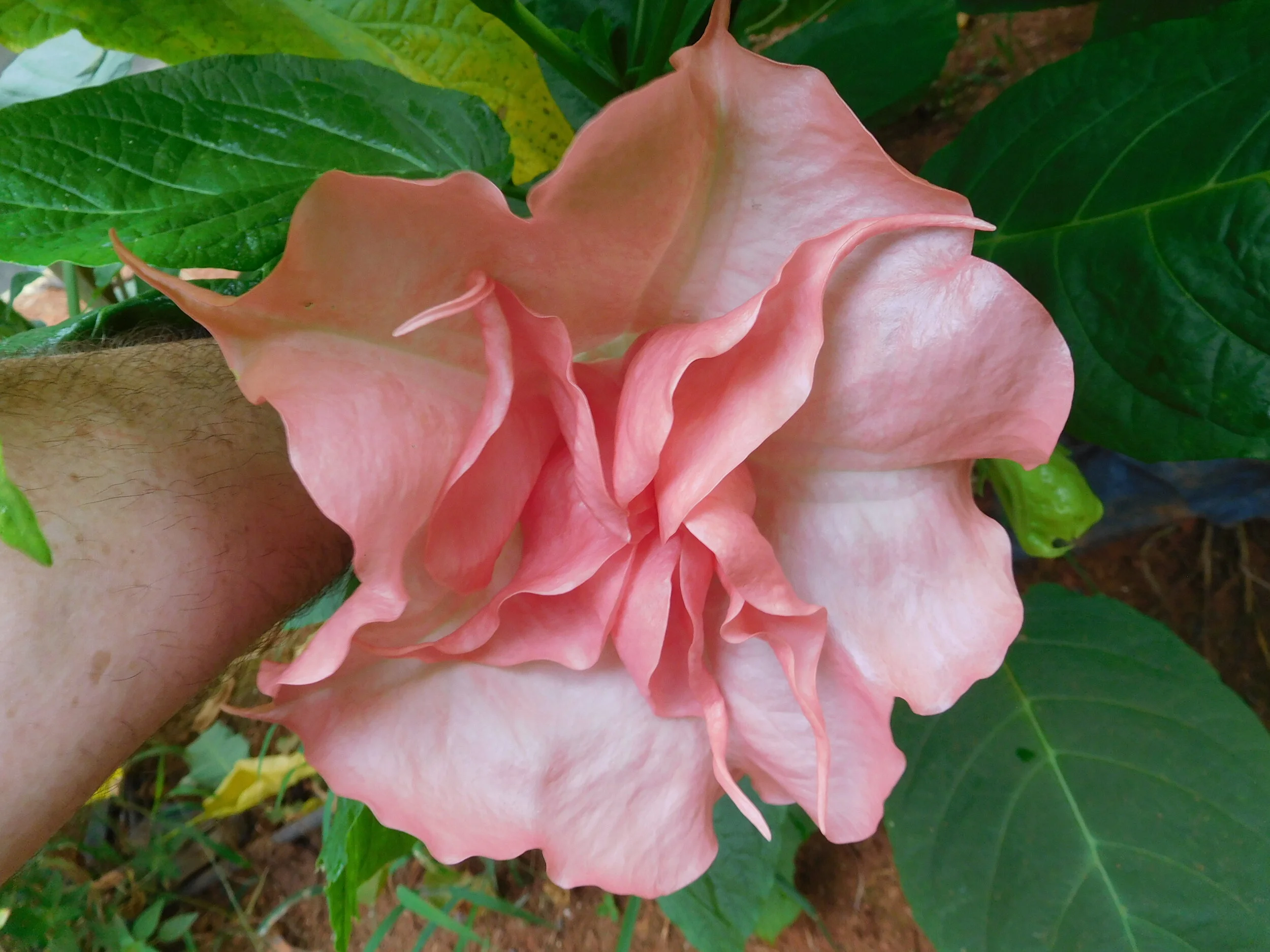 DSCN6013.JPG