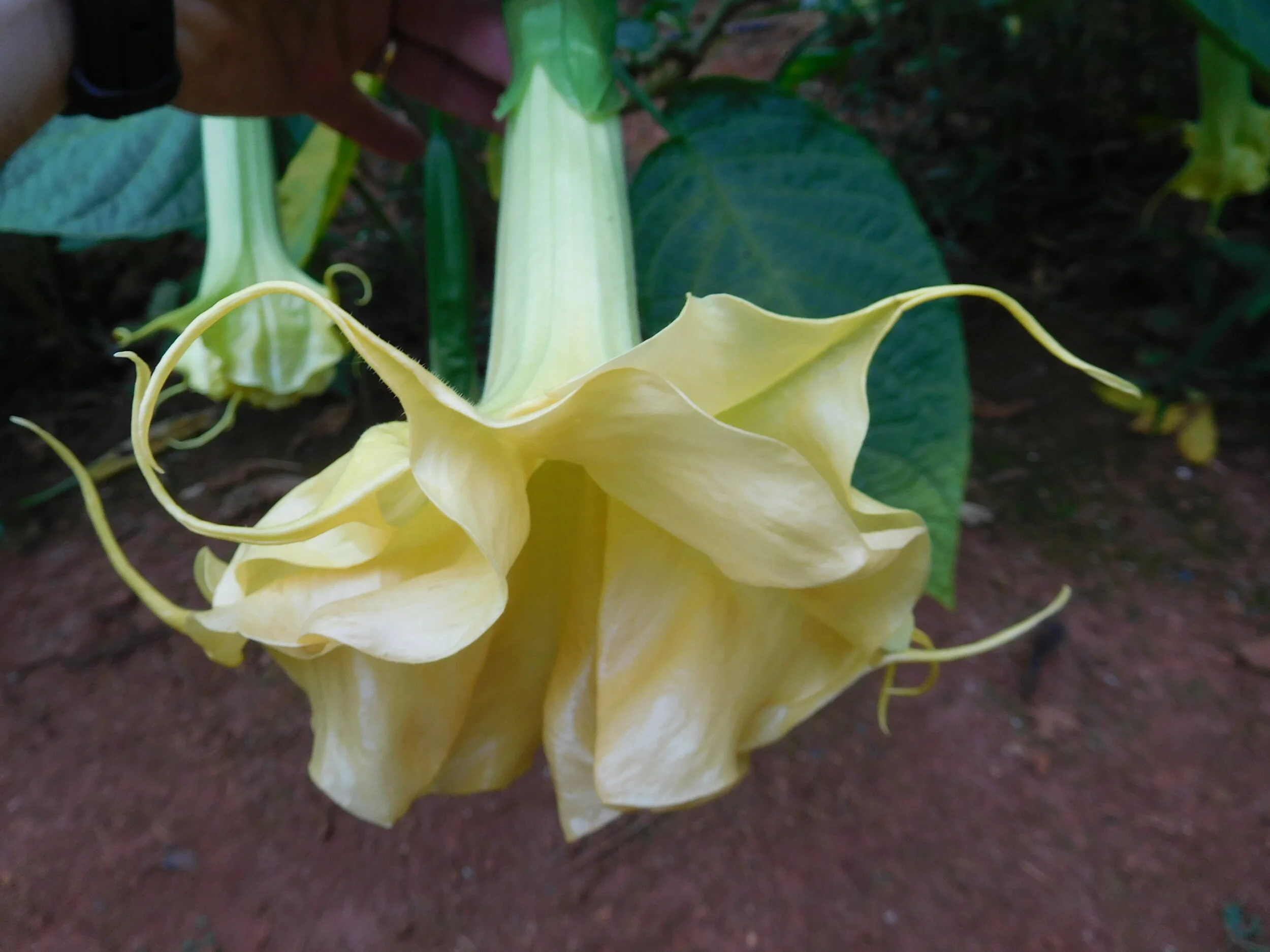 DSCN5985.JPG