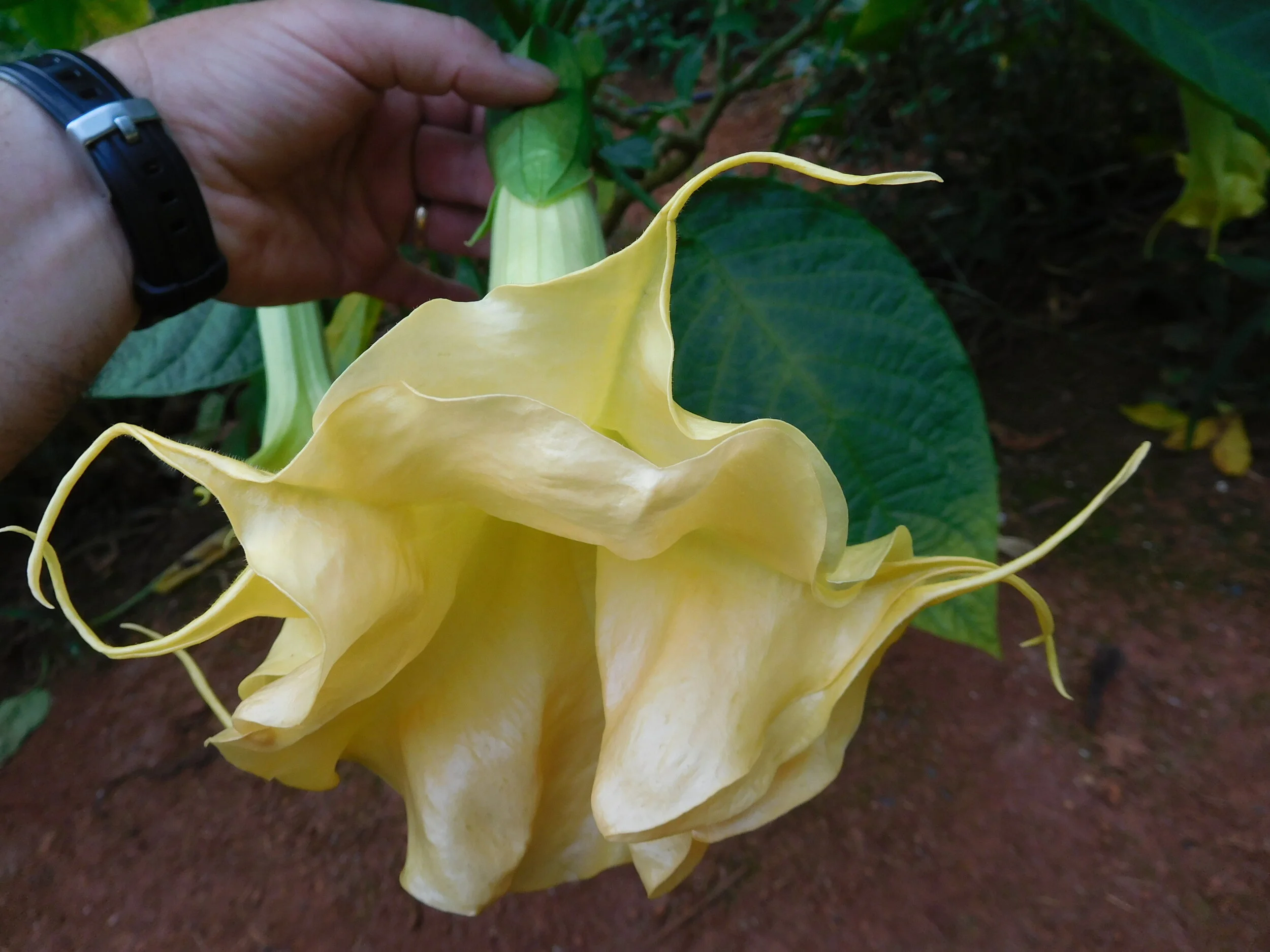 DSCN5987.JPG