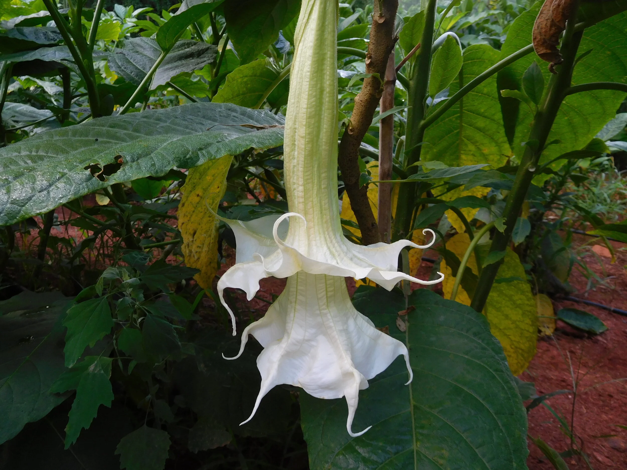 DSCN5876.JPG