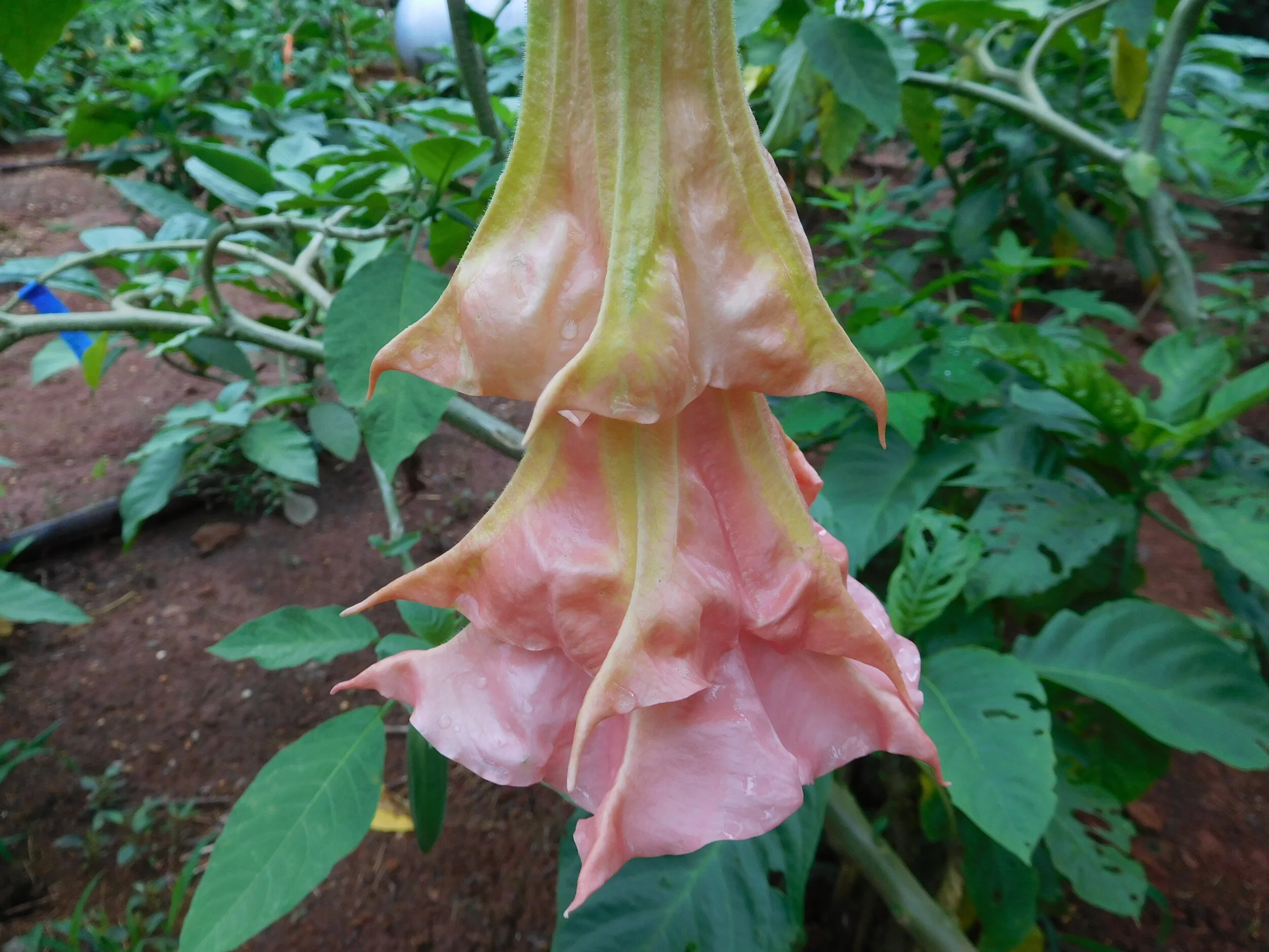 DSCN5798.JPG