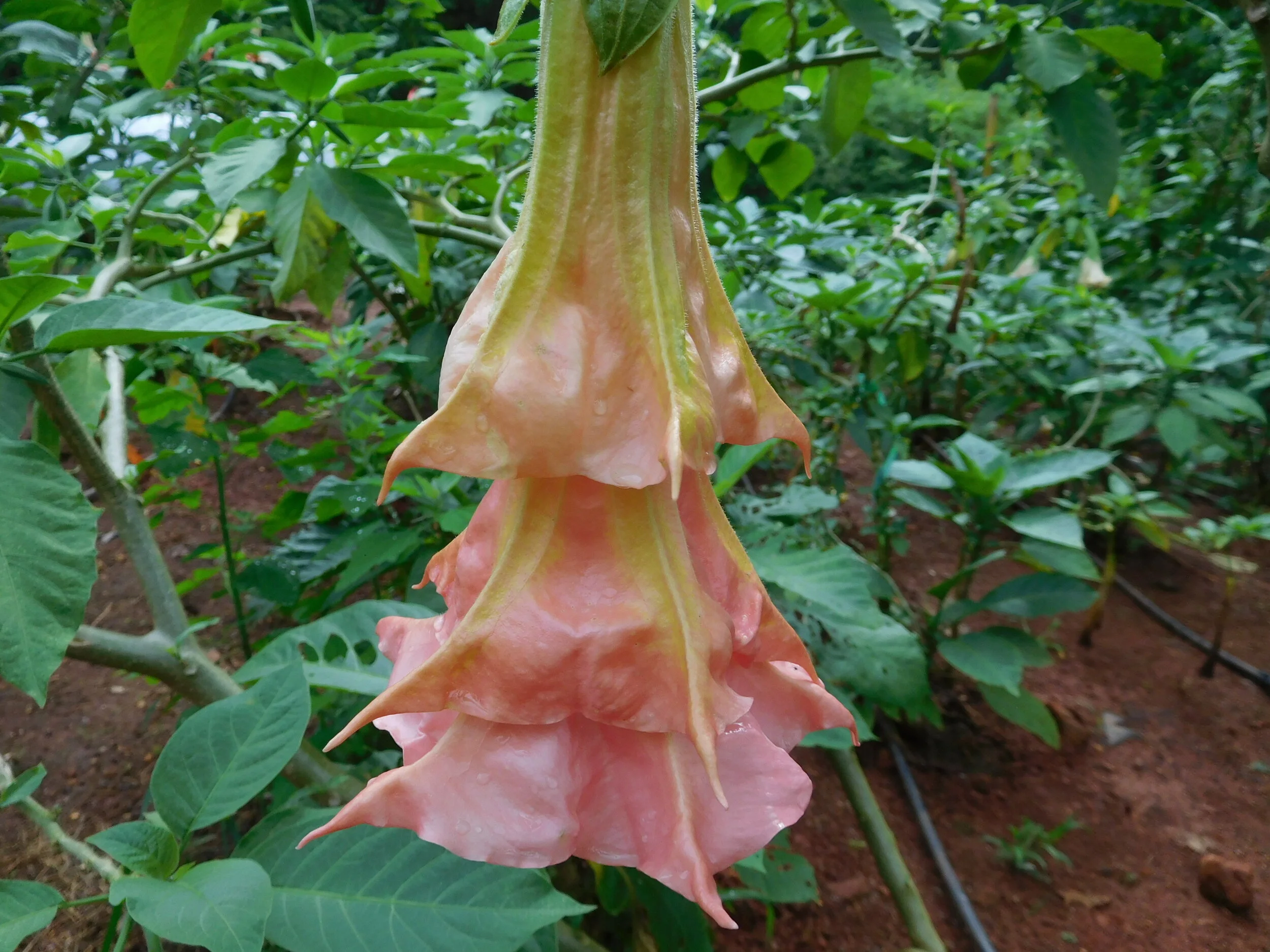 DSCN5805.JPG