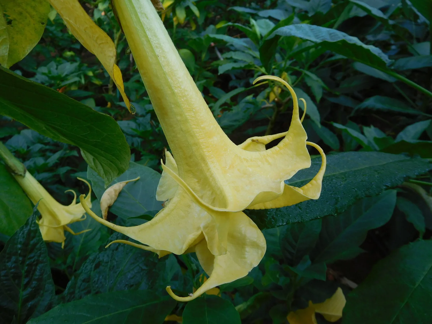 Bergfee Brugmansia Plant — Angel Trumpet Nursery LLC