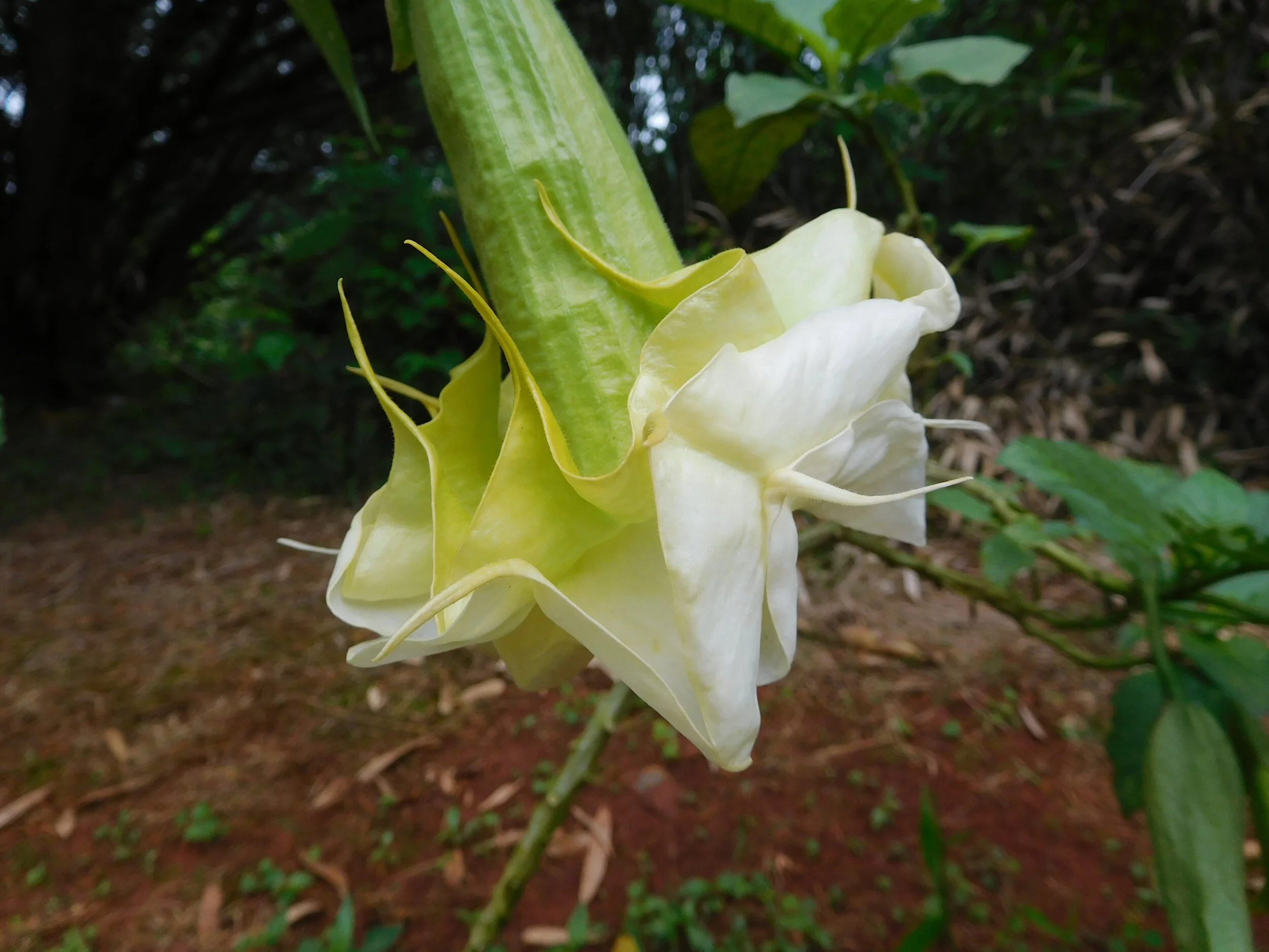 DSCN5646.JPG
