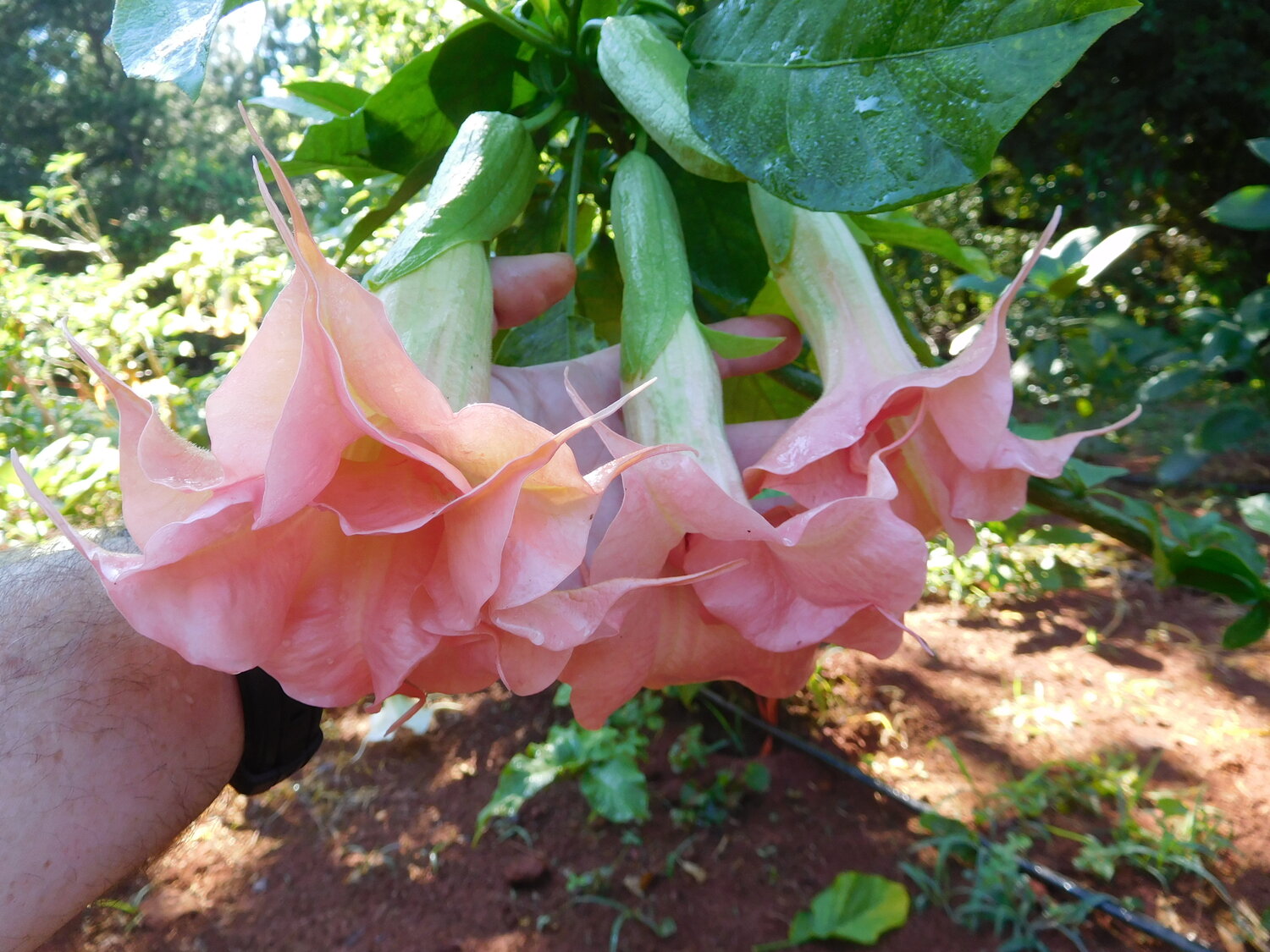 shanley brugmansia plant — angel trumpet nursery