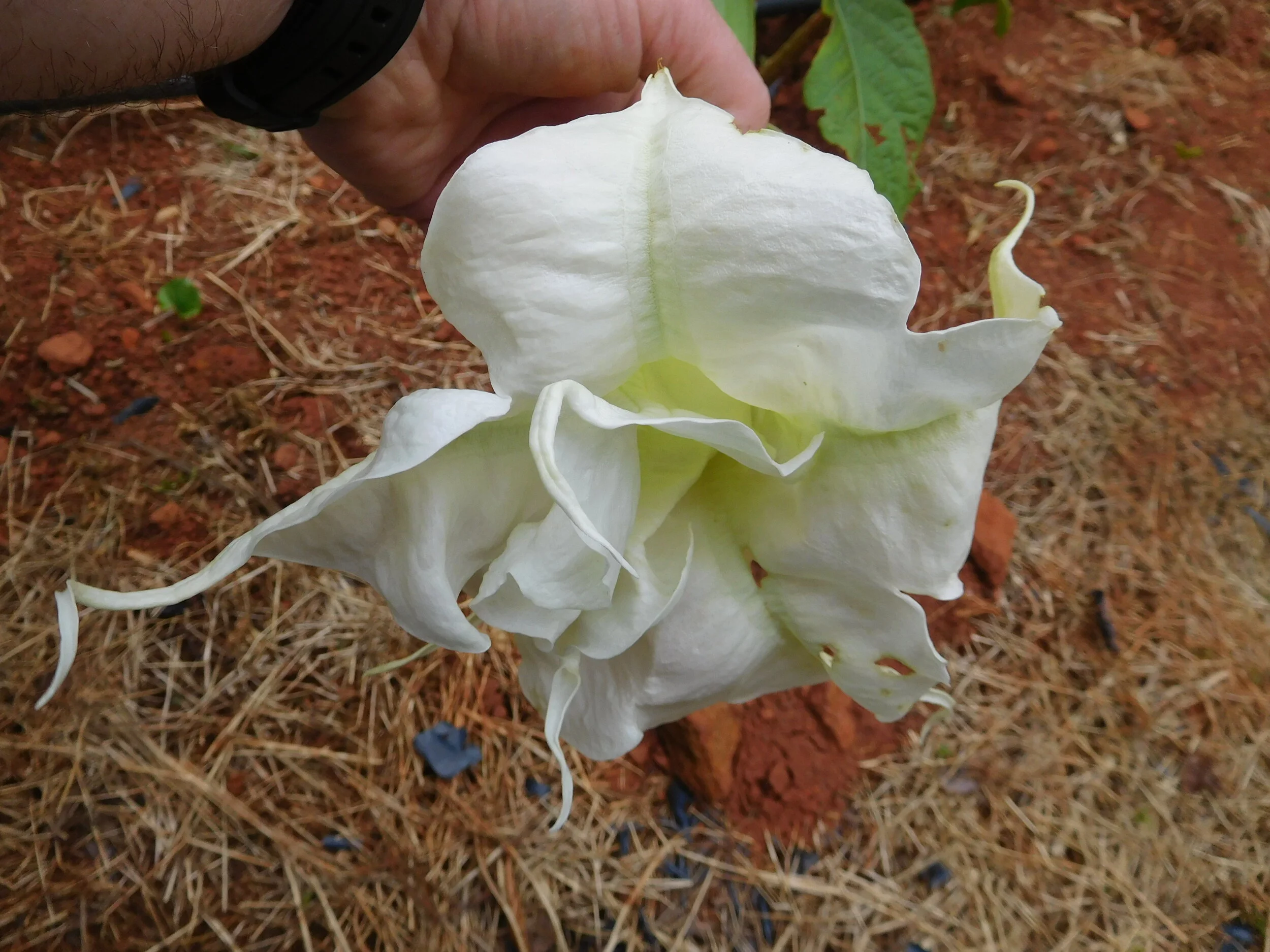 DSCN5596.JPG