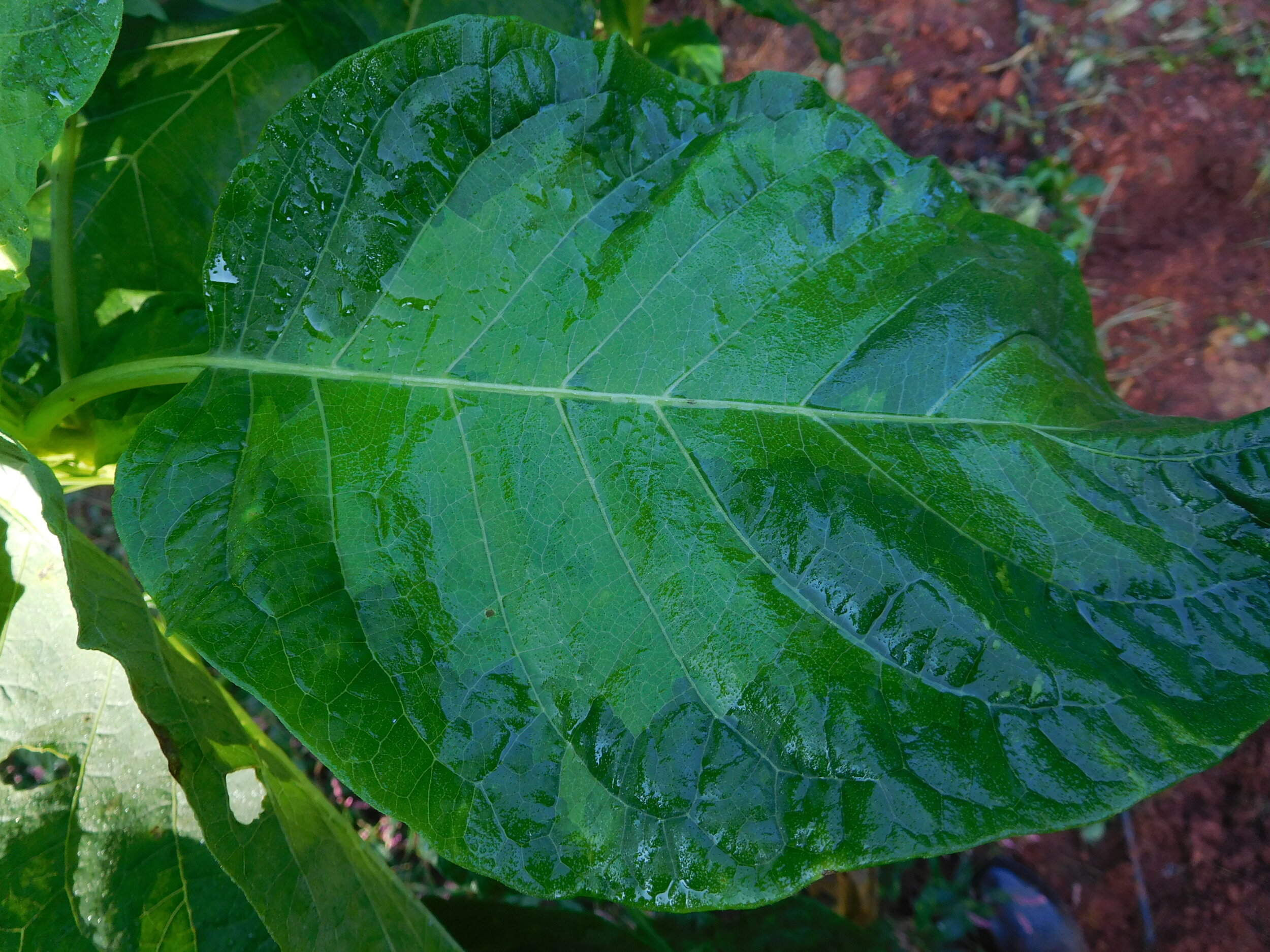 DSCN6792.JPG