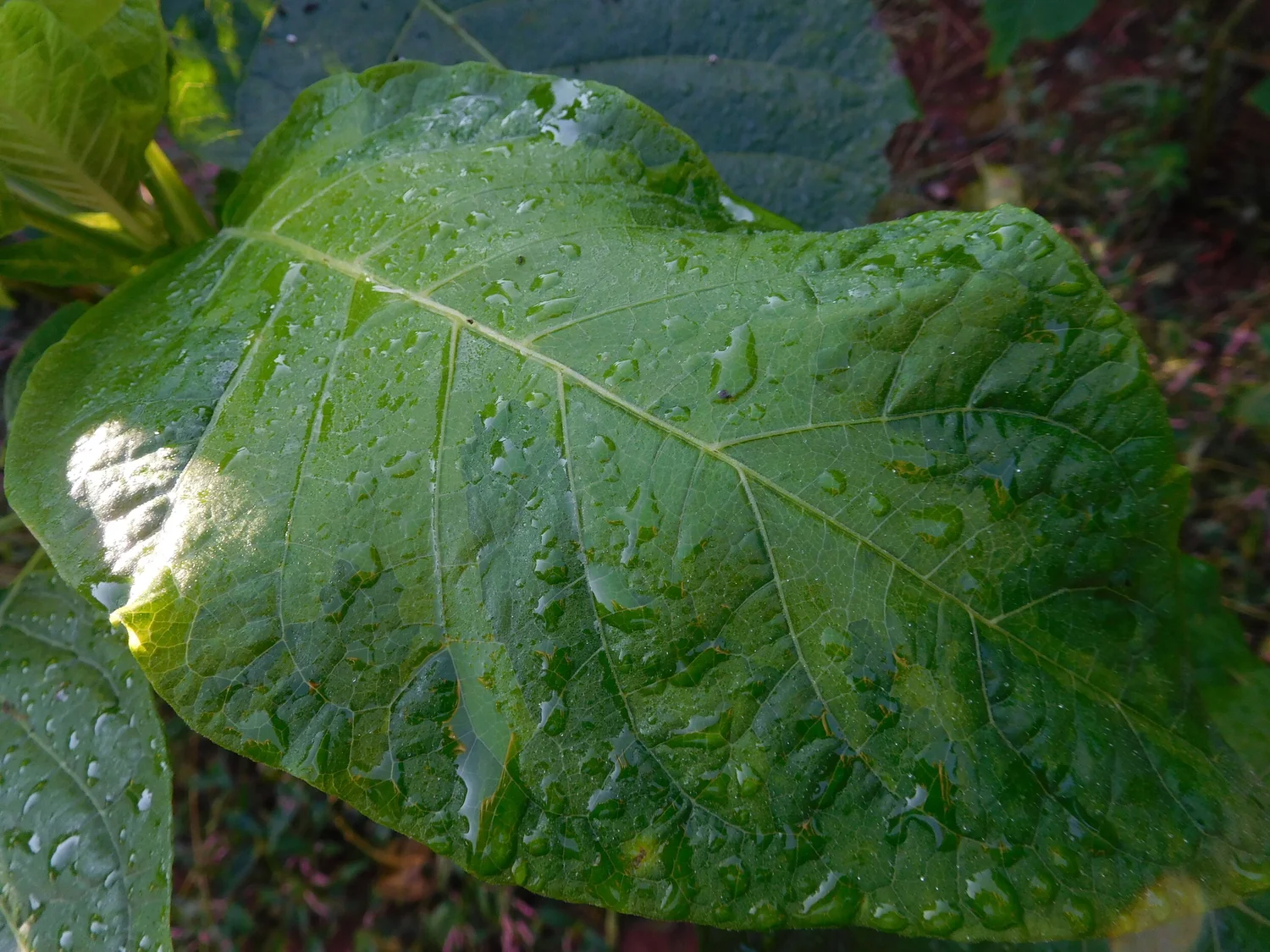 Green Goddess Brugmansia Plant — Angel Trumpet Nursery LLC