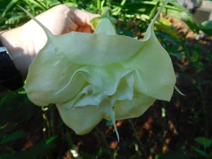 Friemersheim Brugmansia PLANT — Angel Trumpet Nursery LLC