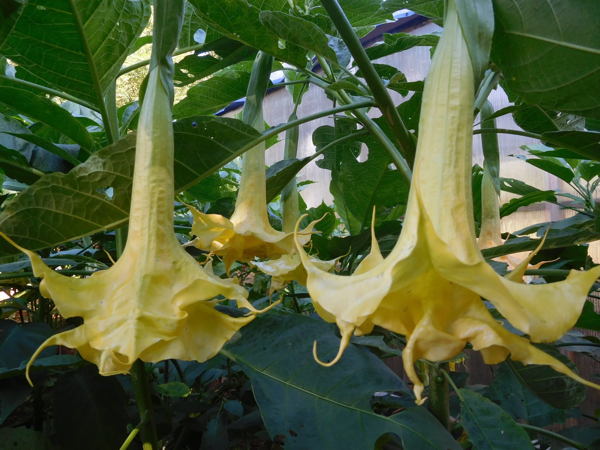 DSCN6687.JPG