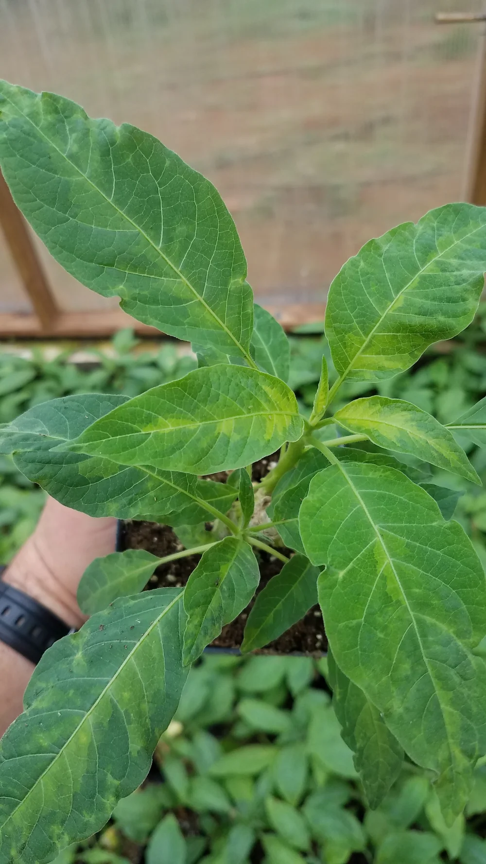 葉っぱ Green Goddess Brugmansia Plant — Angel Trumpet Nursery LLC