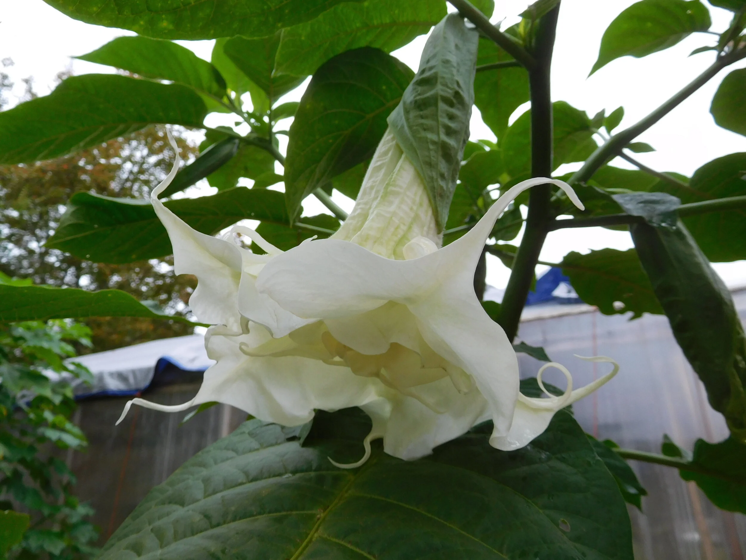 DSCN6977.JPG