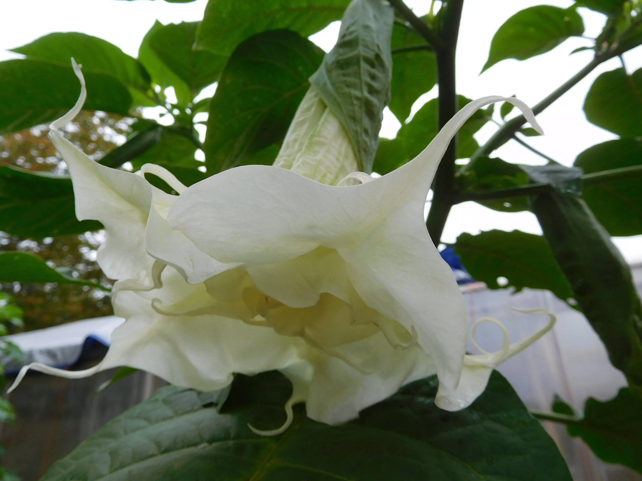 DSCN6978.JPG
