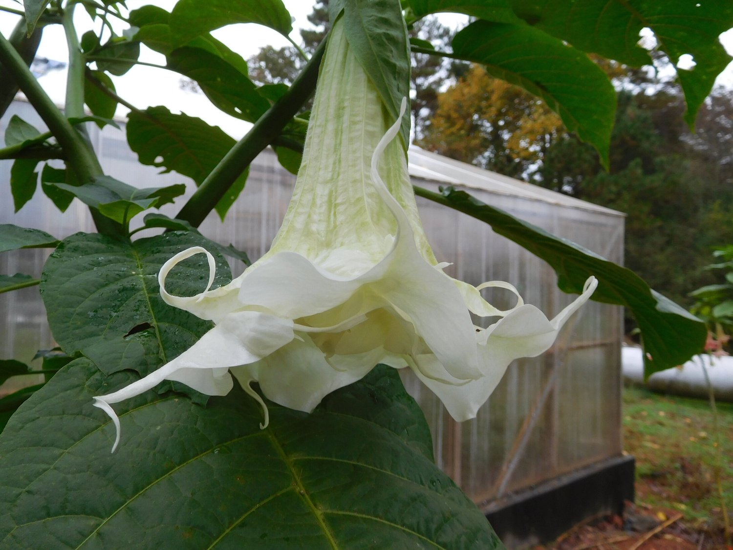 Confusion Brugmansia PLANT — Angel Trumpet Nursery LLC