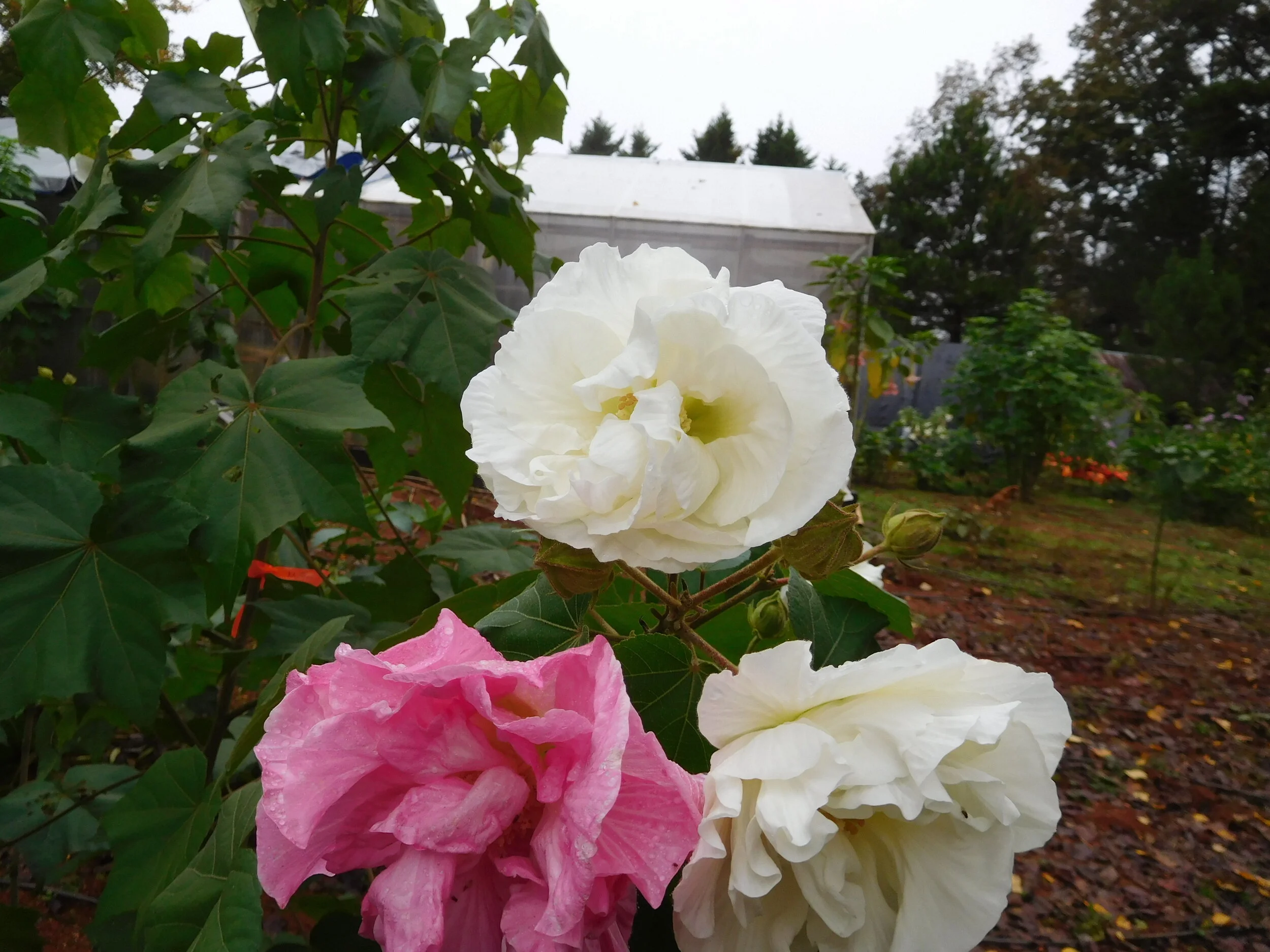 DSCN6971.JPG