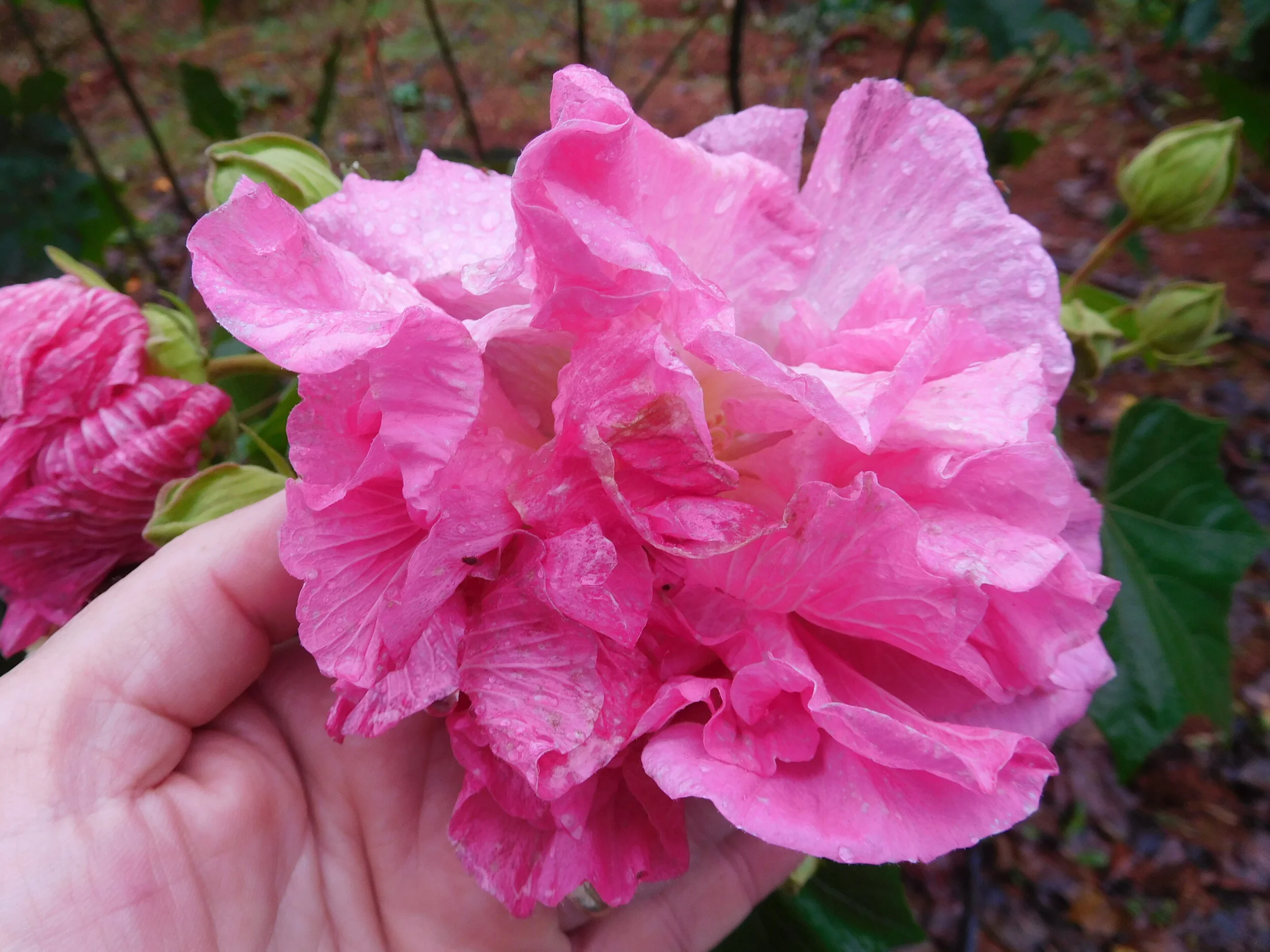 DSCN6957.JPG