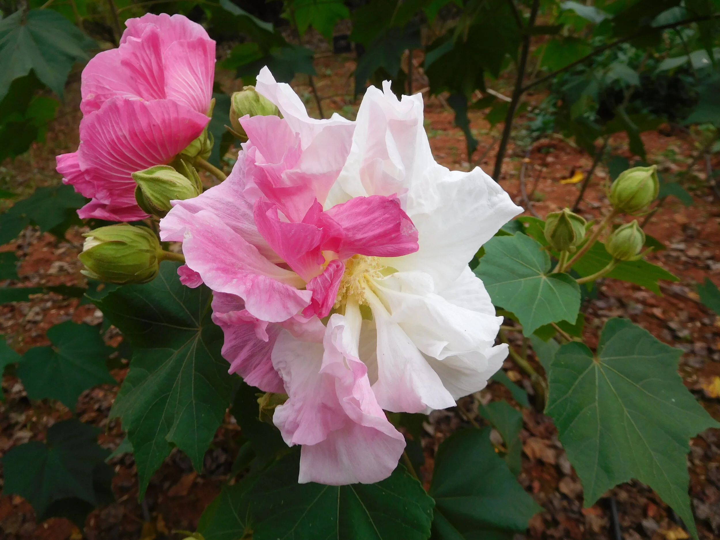 TriColor Confederate Rose Plant — Angel Trumpet Nursery LLC