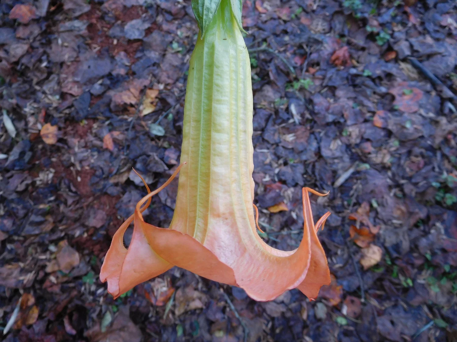 Pumpkin Spice BRUGMANSIA PLANT — Angel Trumpet Nursery LLC