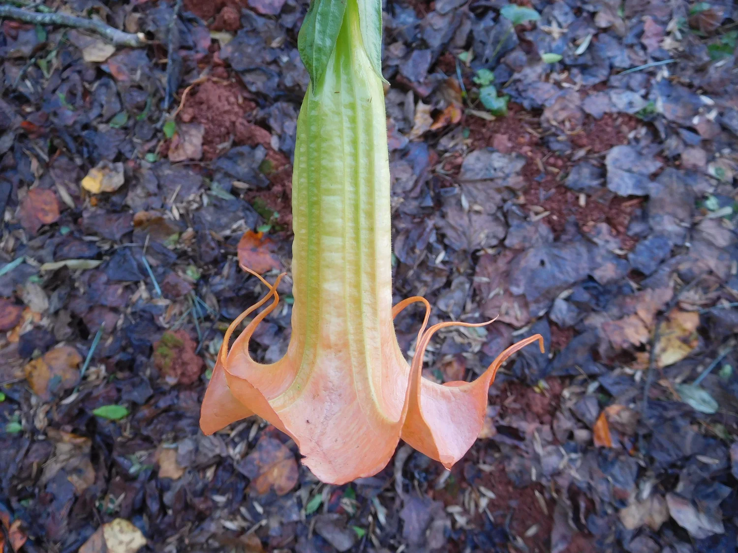 Pumpkin Spice BRUGMANSIA PLANT — Angel Trumpet Nursery LLC