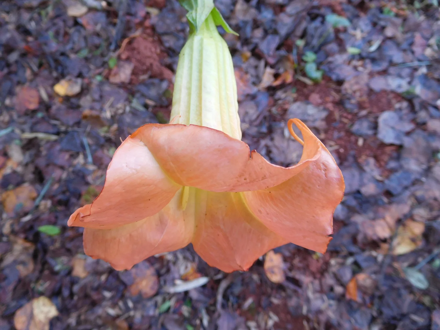 Pumpkin Spice BRUGMANSIA PLANT — Angel Trumpet Nursery LLC