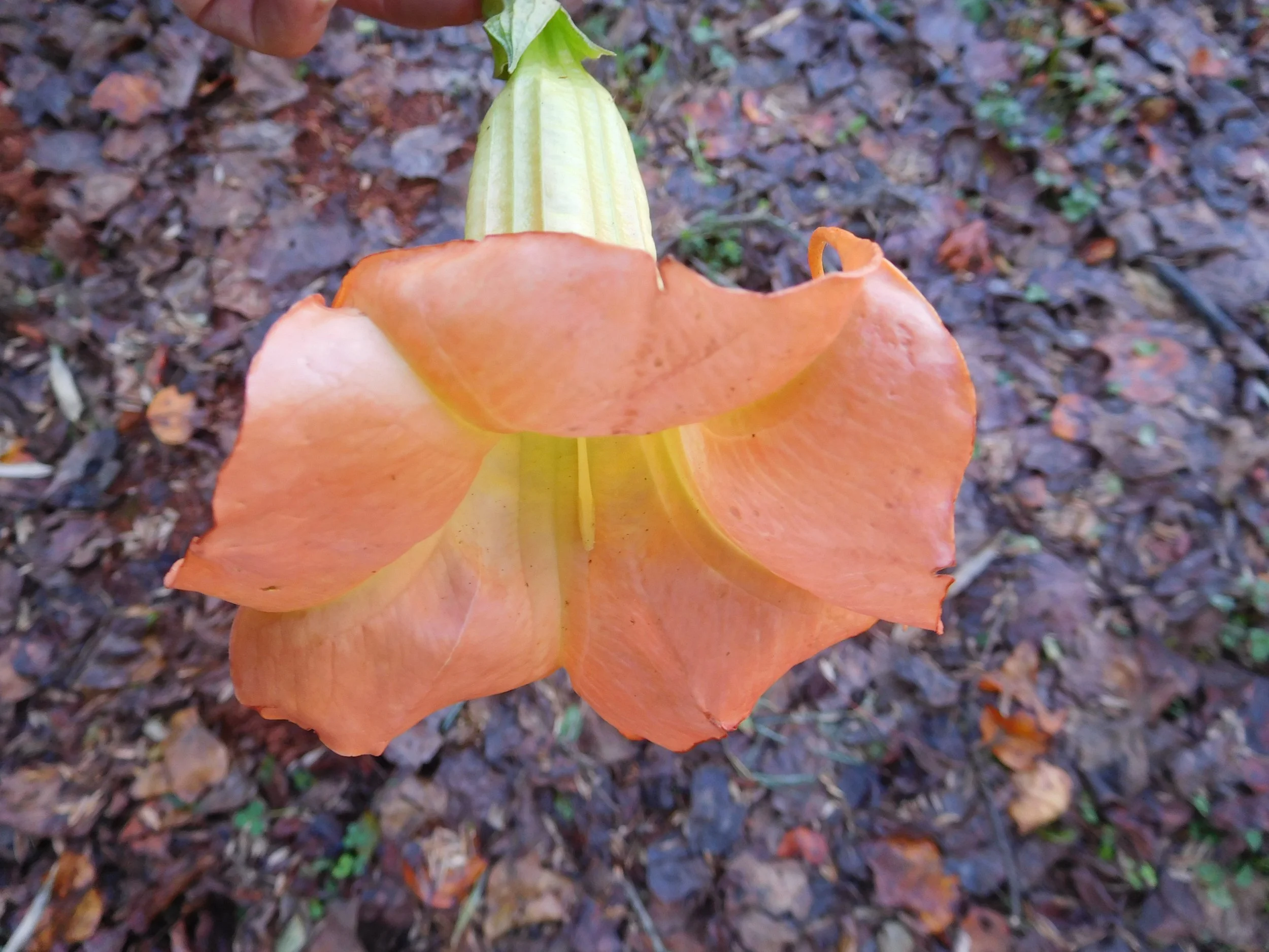 DSCN7060.JPG