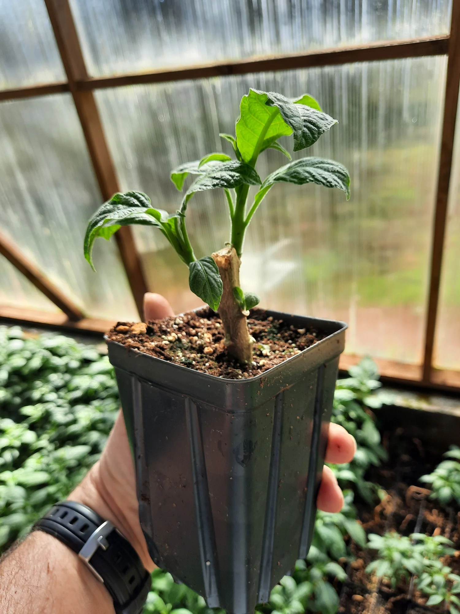 Pumpkin Spice BRUGMANSIA PLANT — Angel Trumpet Nursery LLC