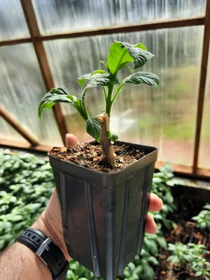 Pumpkin Spice BRUGMANSIA PLANT — Angel Trumpet Nursery LLC