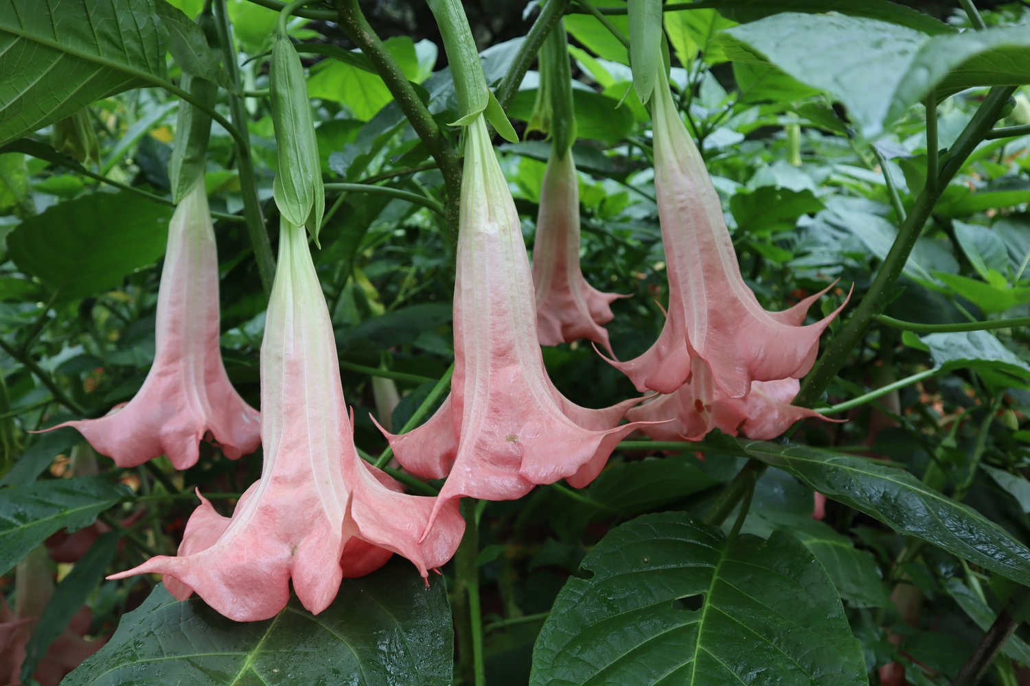 blessed brugmansia plant — angel trumpet nursery