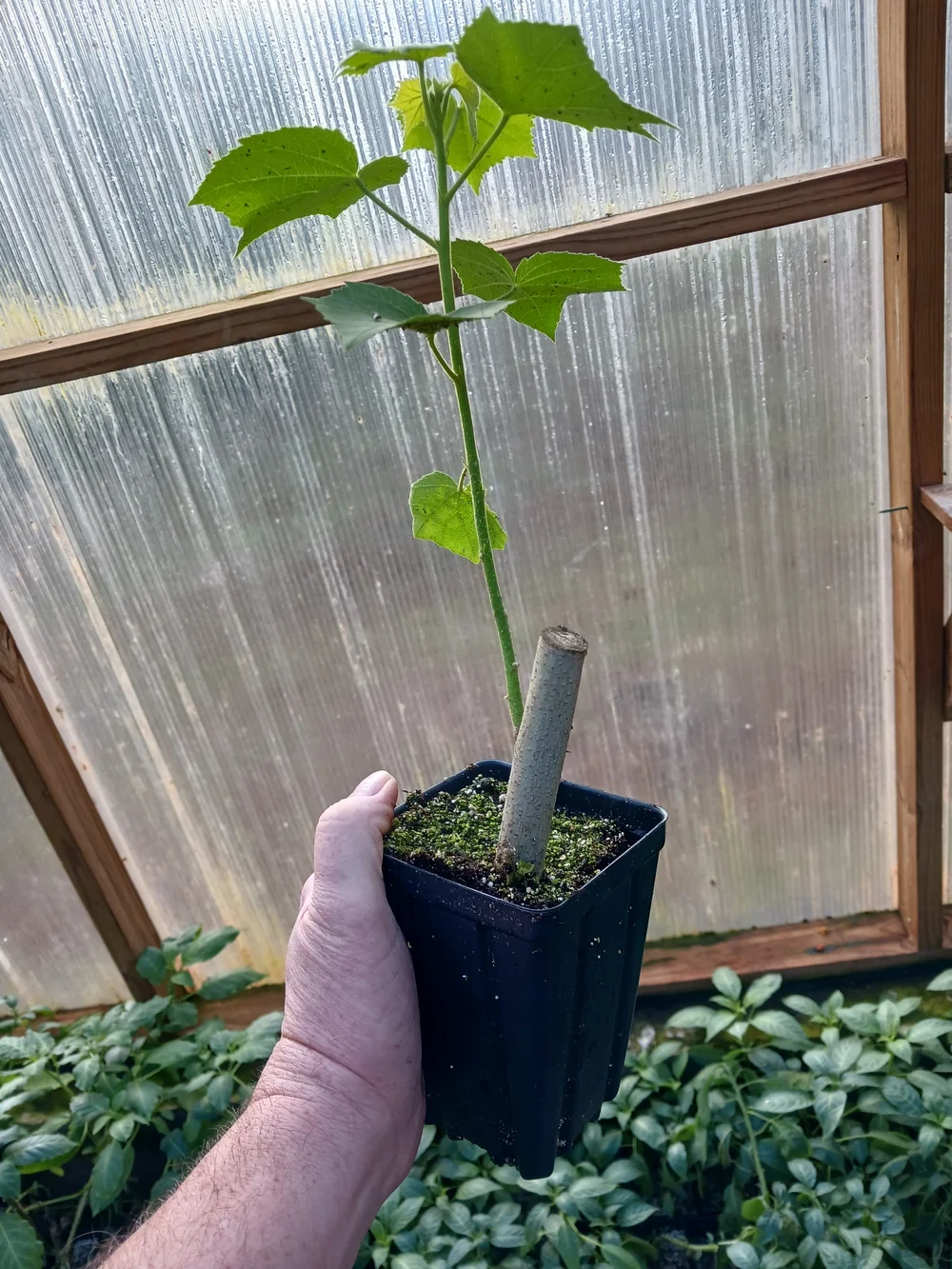 Tri-Color Confederate Rose Plant — Angel Trumpet Nursery LLC