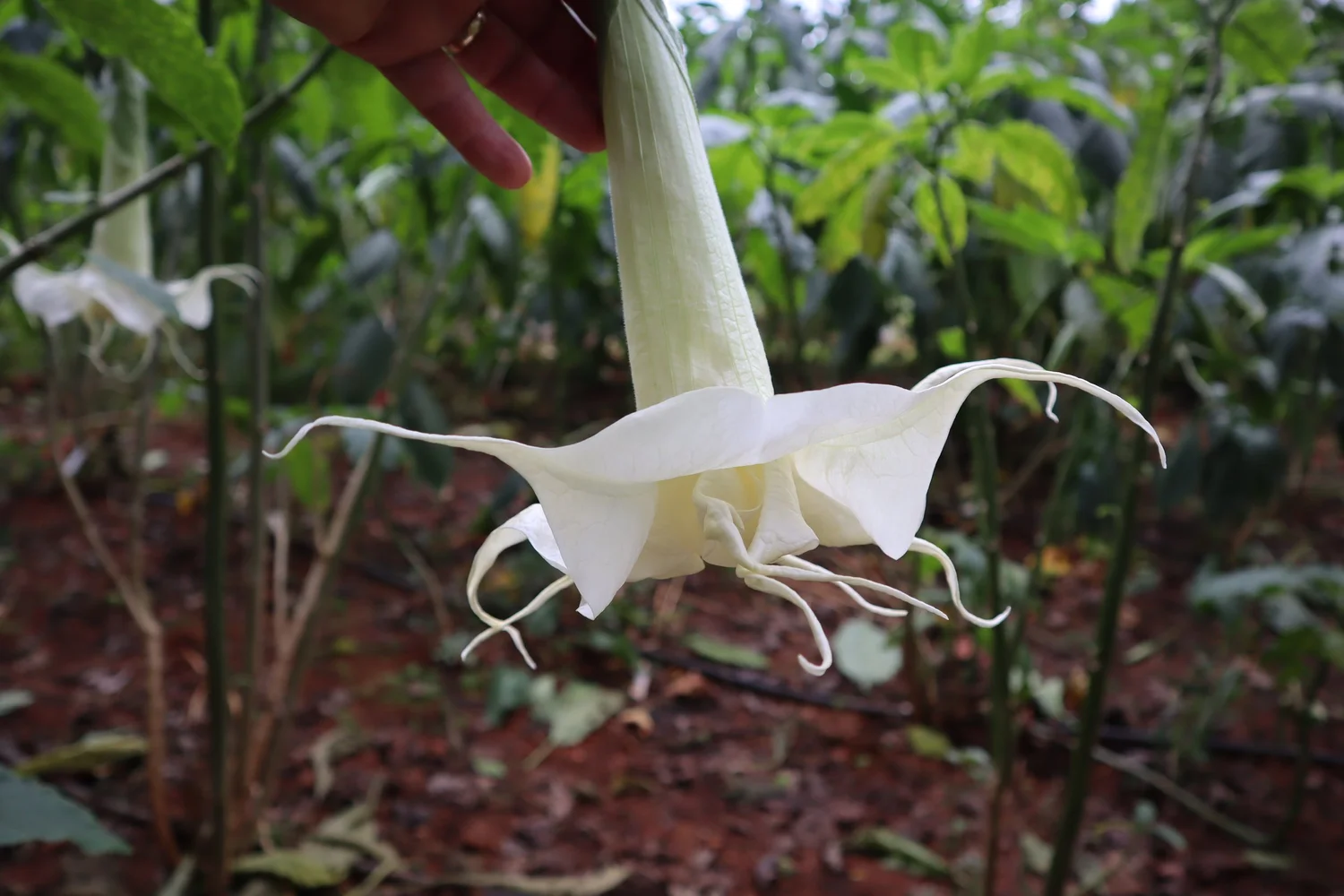 Angels Summer Magic Brugmansia PLANT — Angel Trumpet Nursery LLC