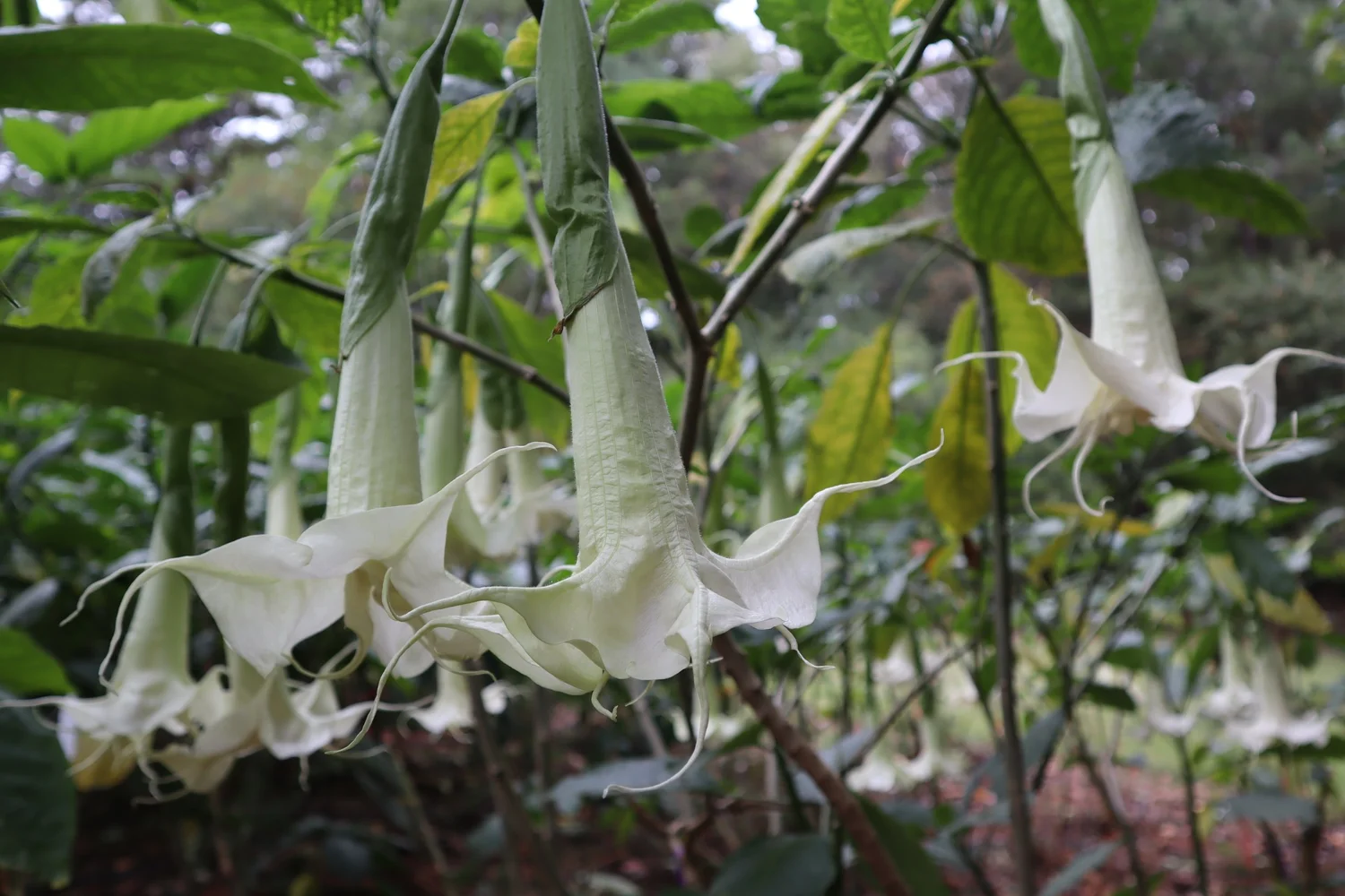 Angels Summer Magic Brugmansia PLANT — Angel Trumpet Nursery LLC
