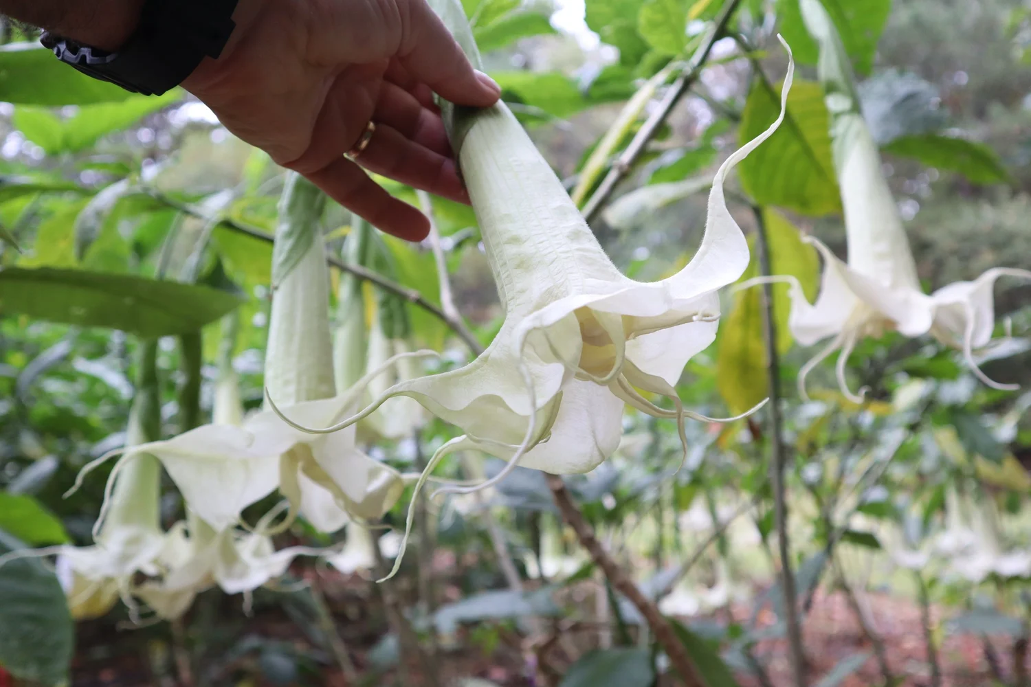 Angels Summer Magic Brugmansia PLANT — Angel Trumpet Nursery LLC