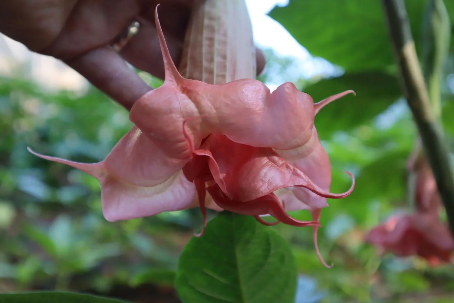 SAFLAX Engelenbeker – Roze – 10 Zaden – Brugmansia Suaveolens – Met Potgrond – Voor Pot & Tuin – Bloemen Tot 30 Cm – Avondgeur